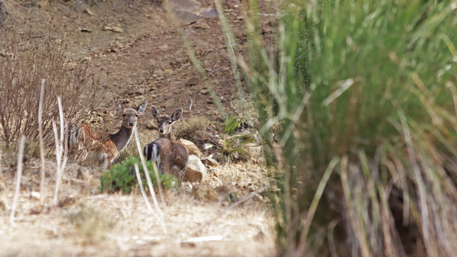 Fotos del sendero de la mariposa monarca en Castellar
