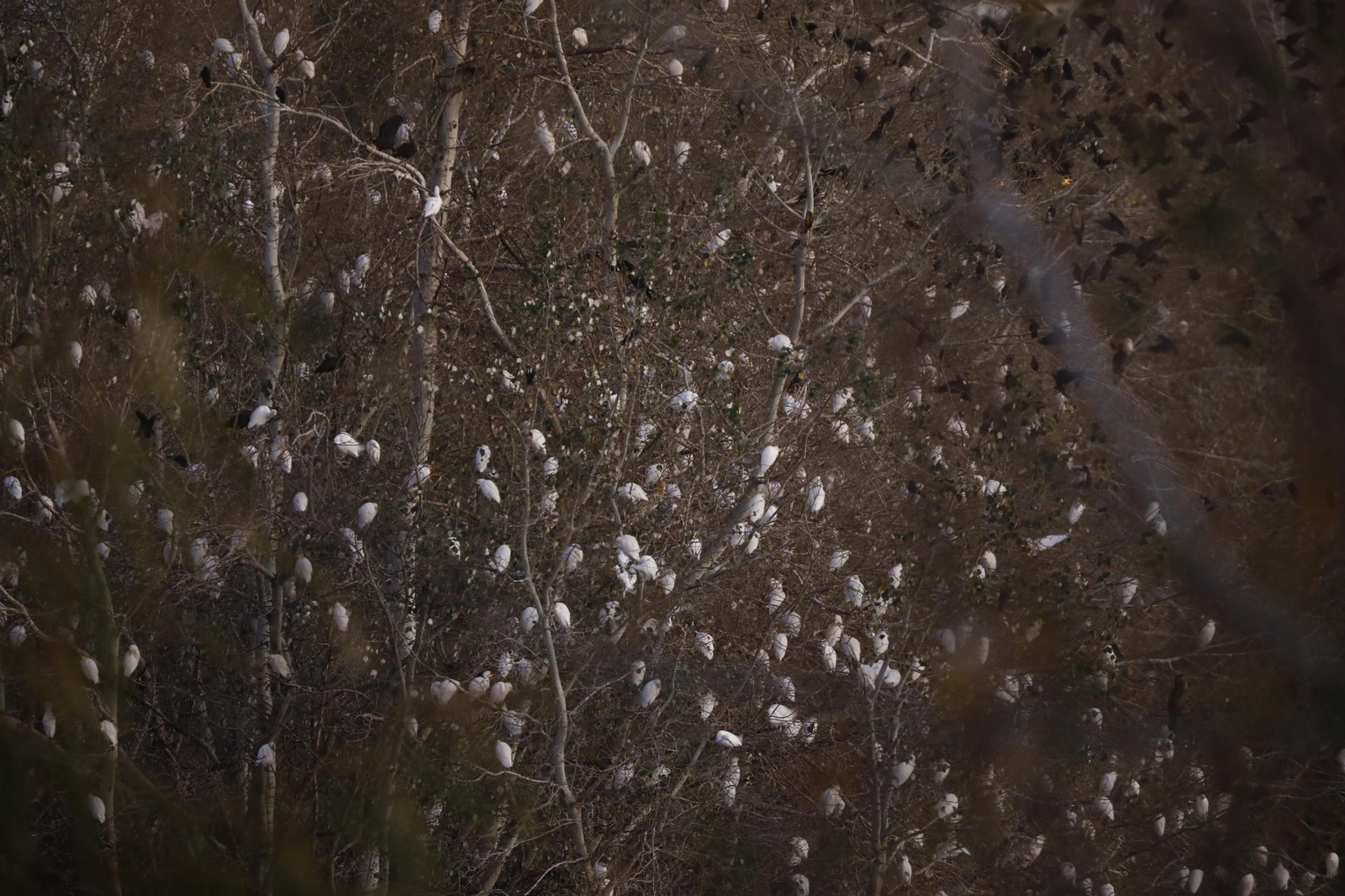 Las aves que habitan en Los Sotos de la Albolafia de Córdoba, en fotografías