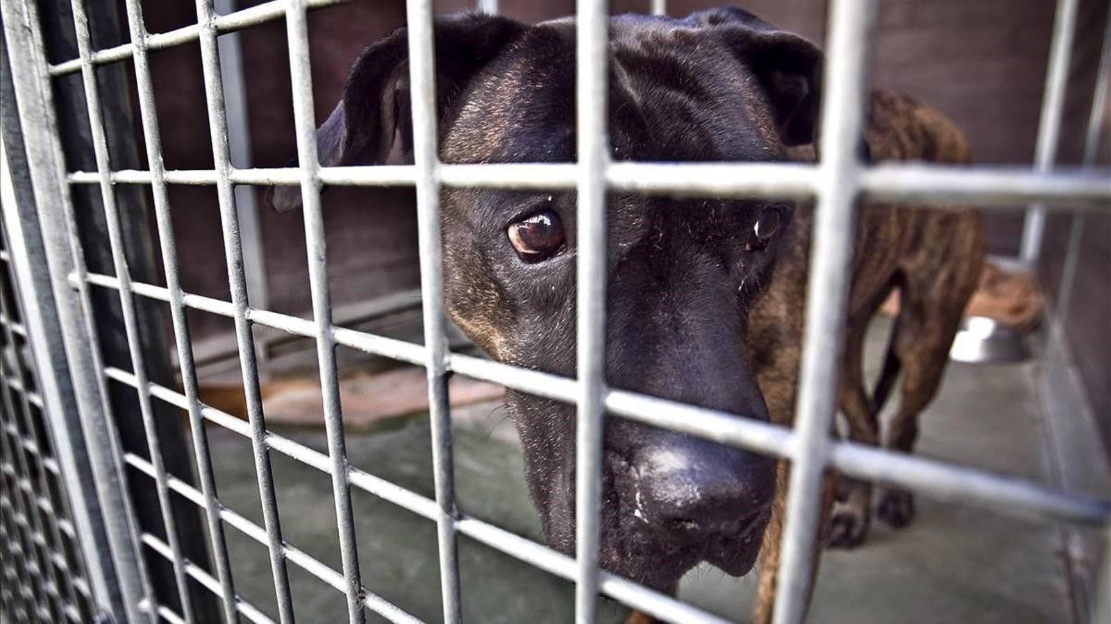 Denuncian a un hombre por amontonar perros en estanterías dentro de un garaje