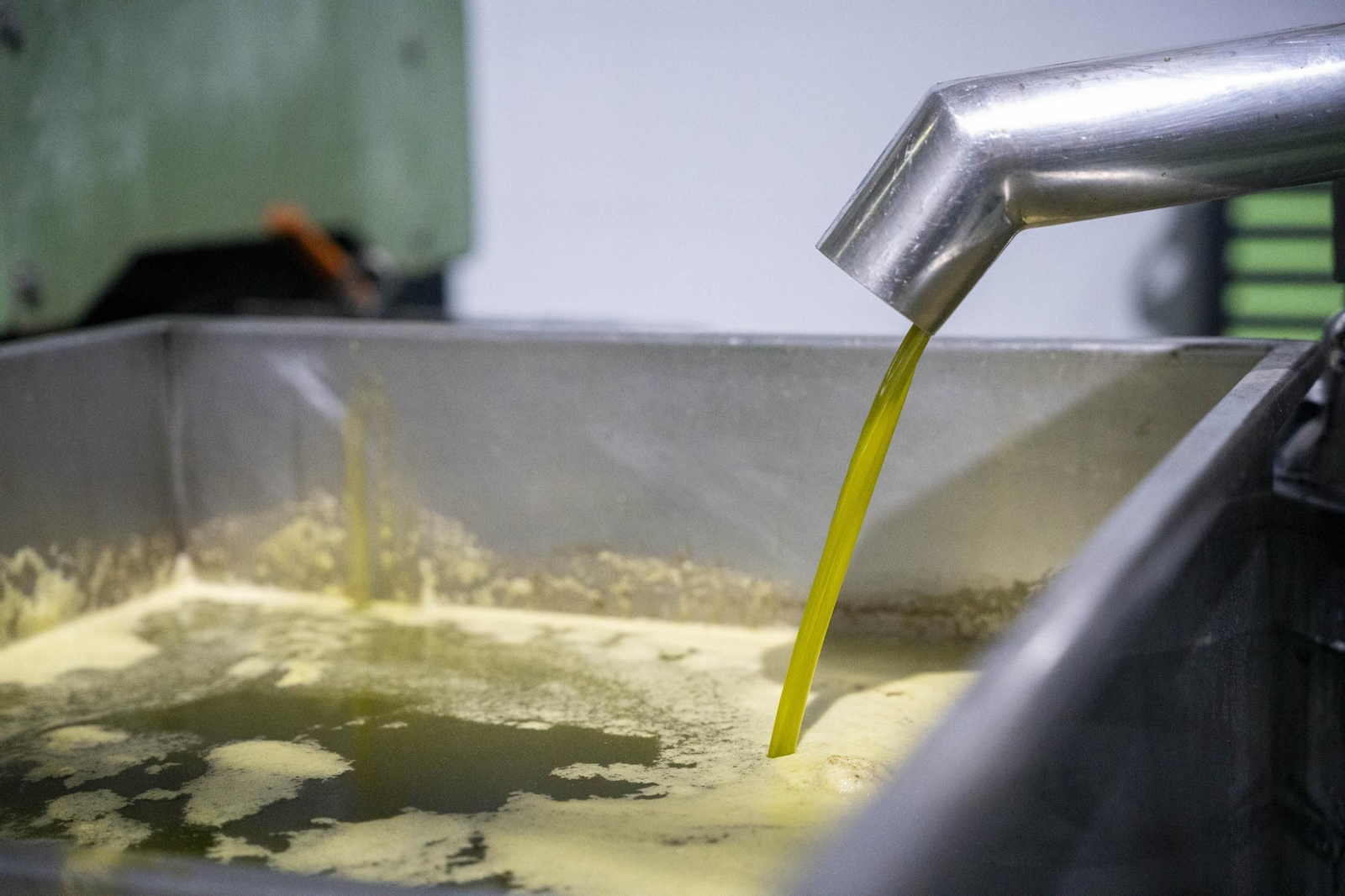 Os enseñamos como se hace el aceite en la almazara de Fiñana, en imágenes