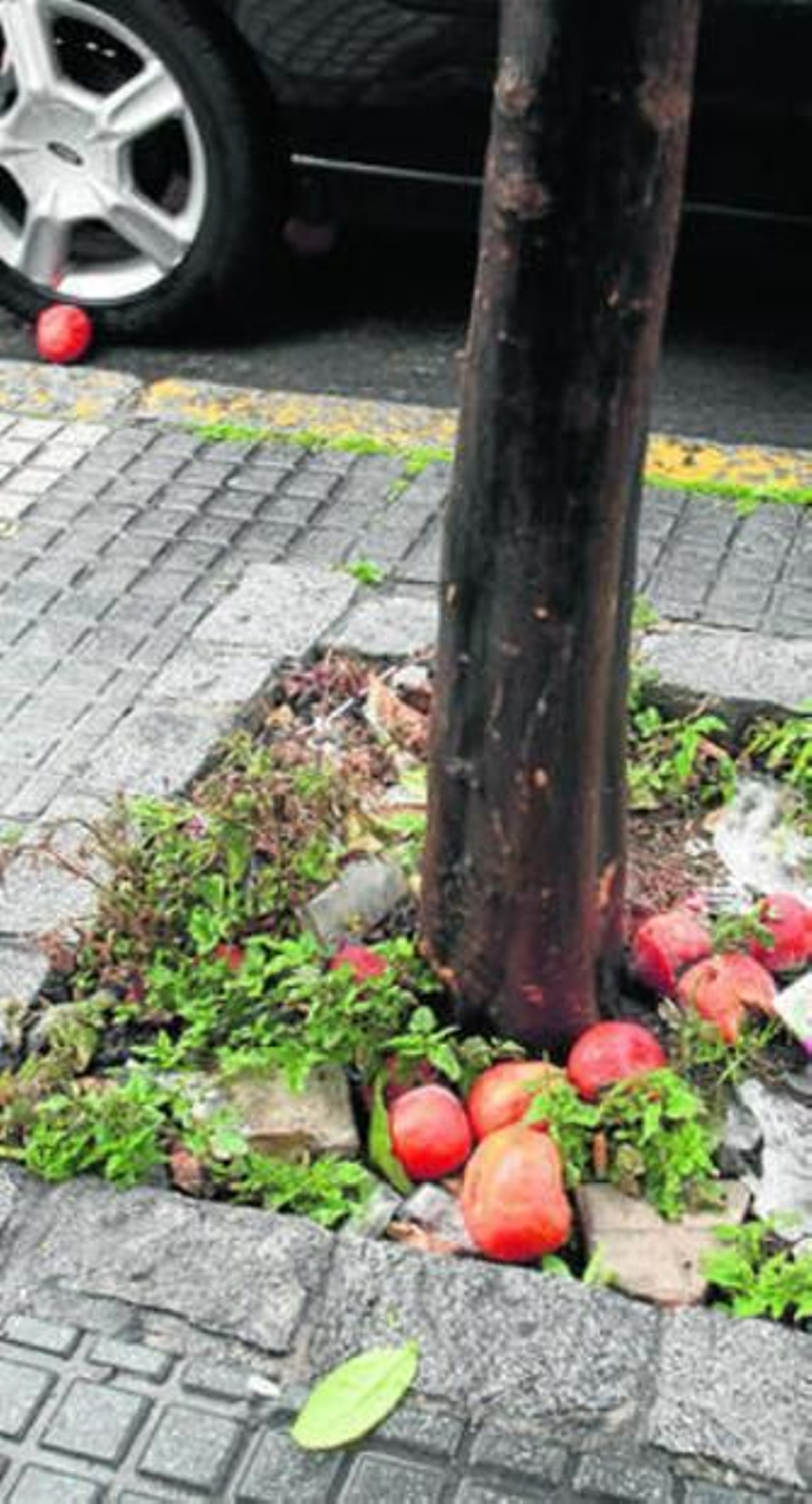 Varias naranjas en proceso de putrefacción en un alcorque.