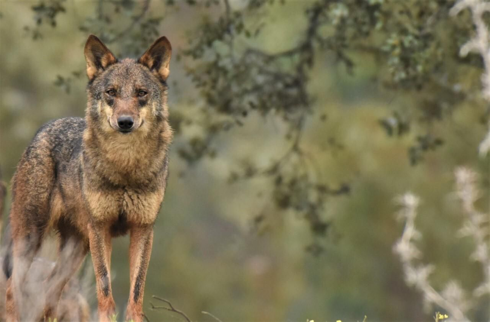 Así es la manda de 20 lobos que habita en una finca sevillana de Las Pajanosas.