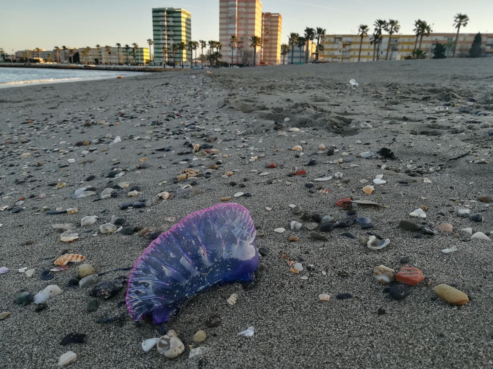 Una carabela portuguesa, en la playa de Poniente.