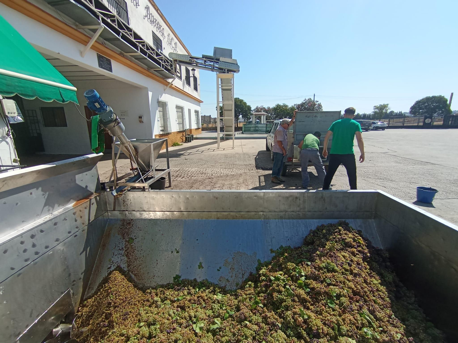 La vendimia de Montilla-Moriles
