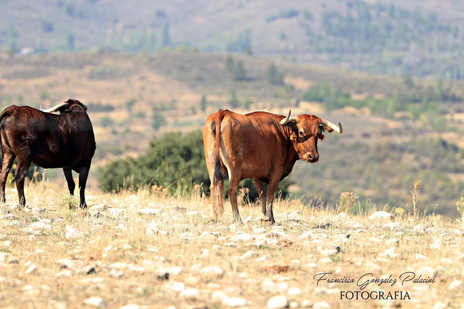 Saltos y fintas de vértigo en los encierros de Santiago de la Espada, en imágenes