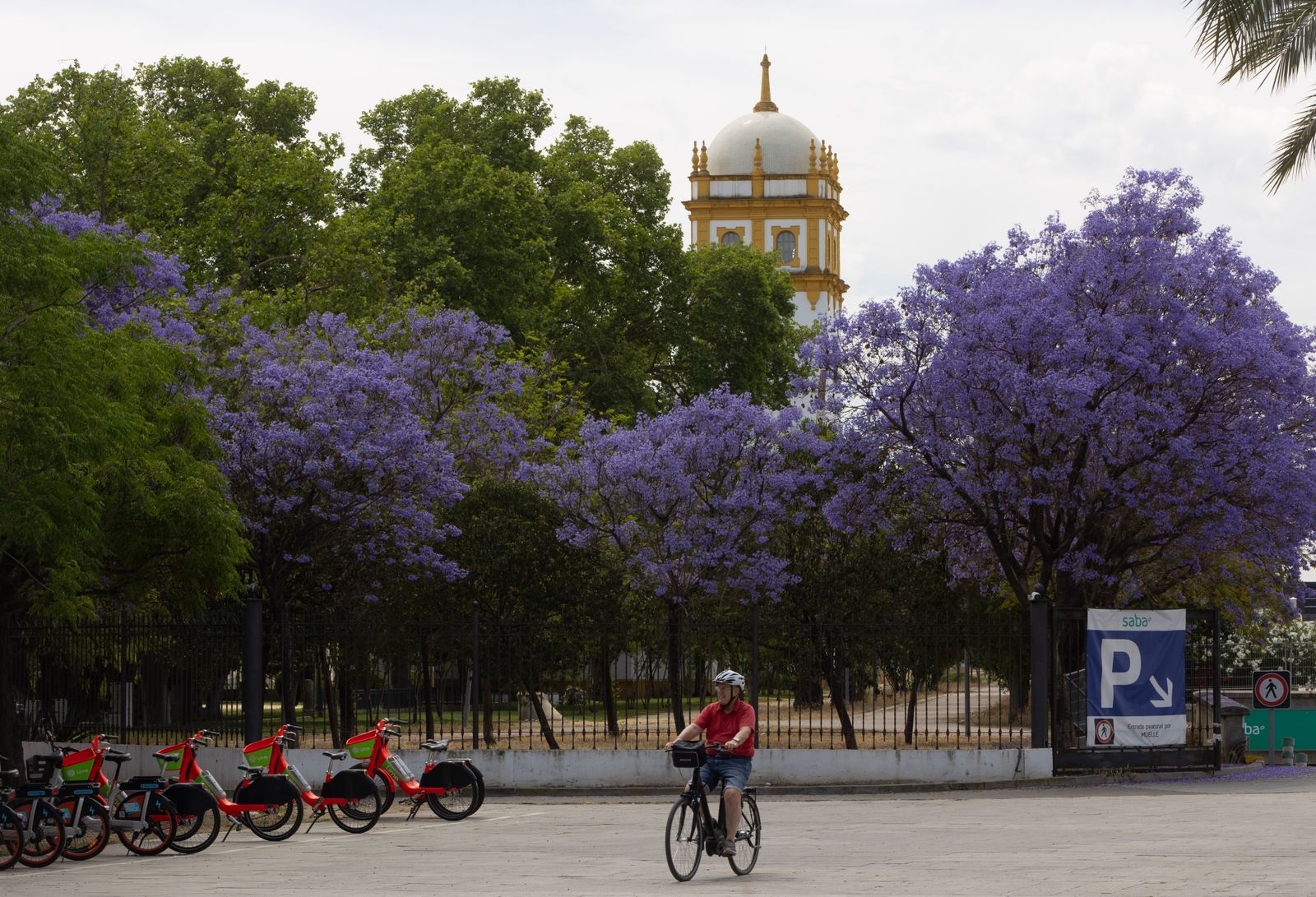 Las jacarandas vuelven a teñir de morado Sevilla