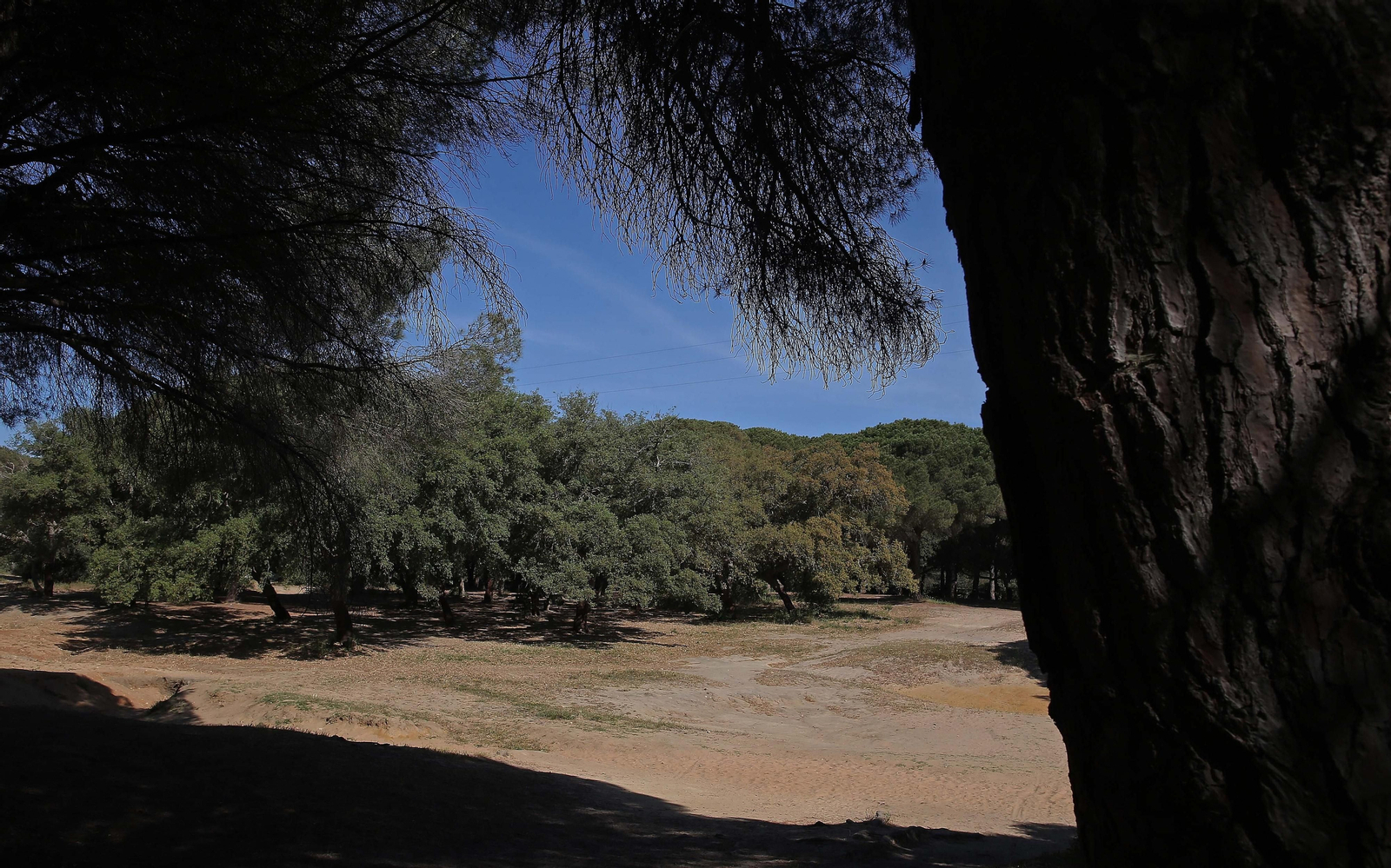 El Pinar del Rey de San Roque, en imágenes