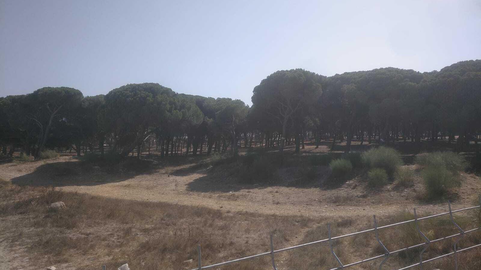 Pinar de Barbate limpio tras el Cabo de Plata