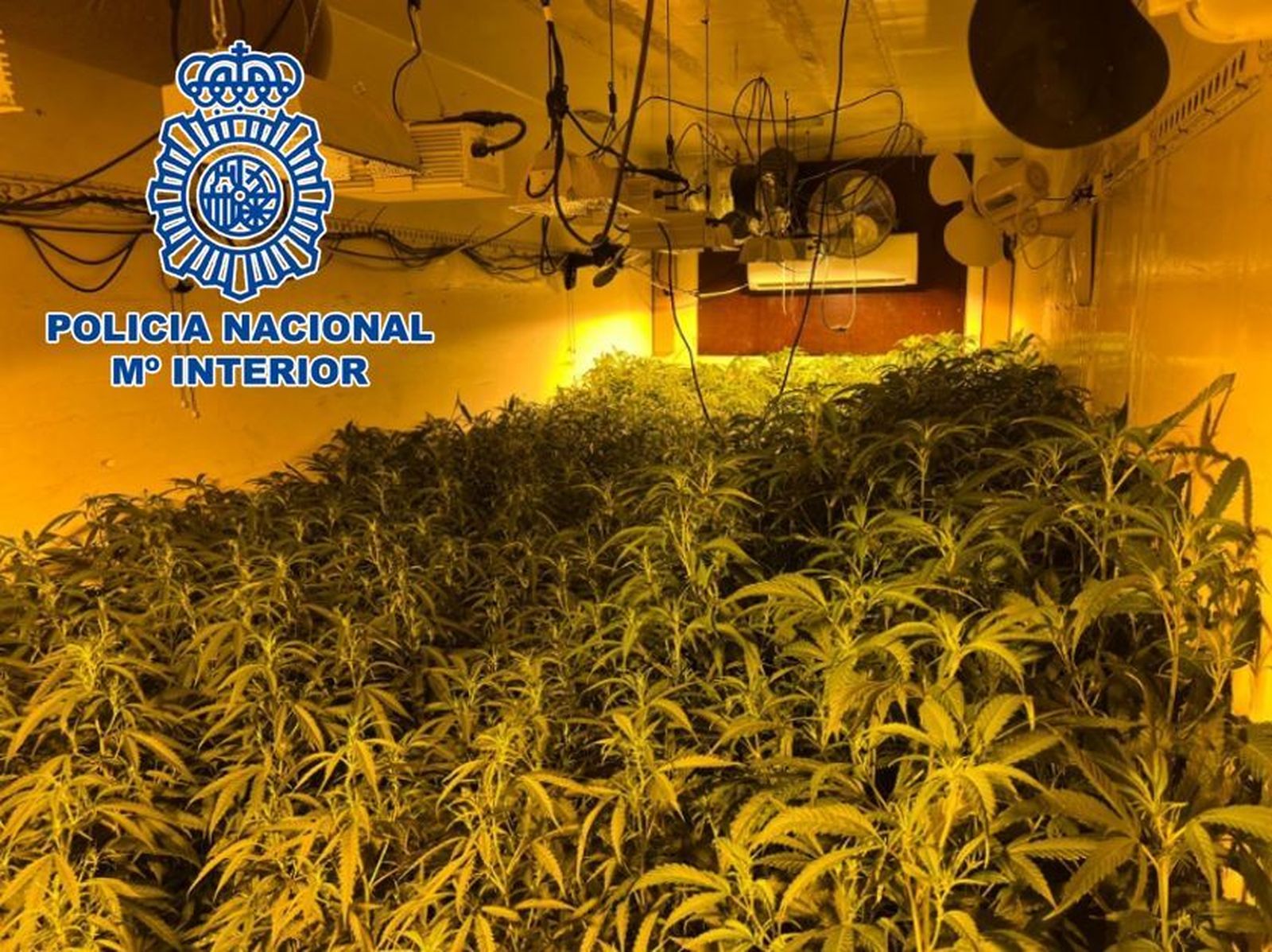 Desmanteladas 780 plantas de marihuana en una nave en Atarfe