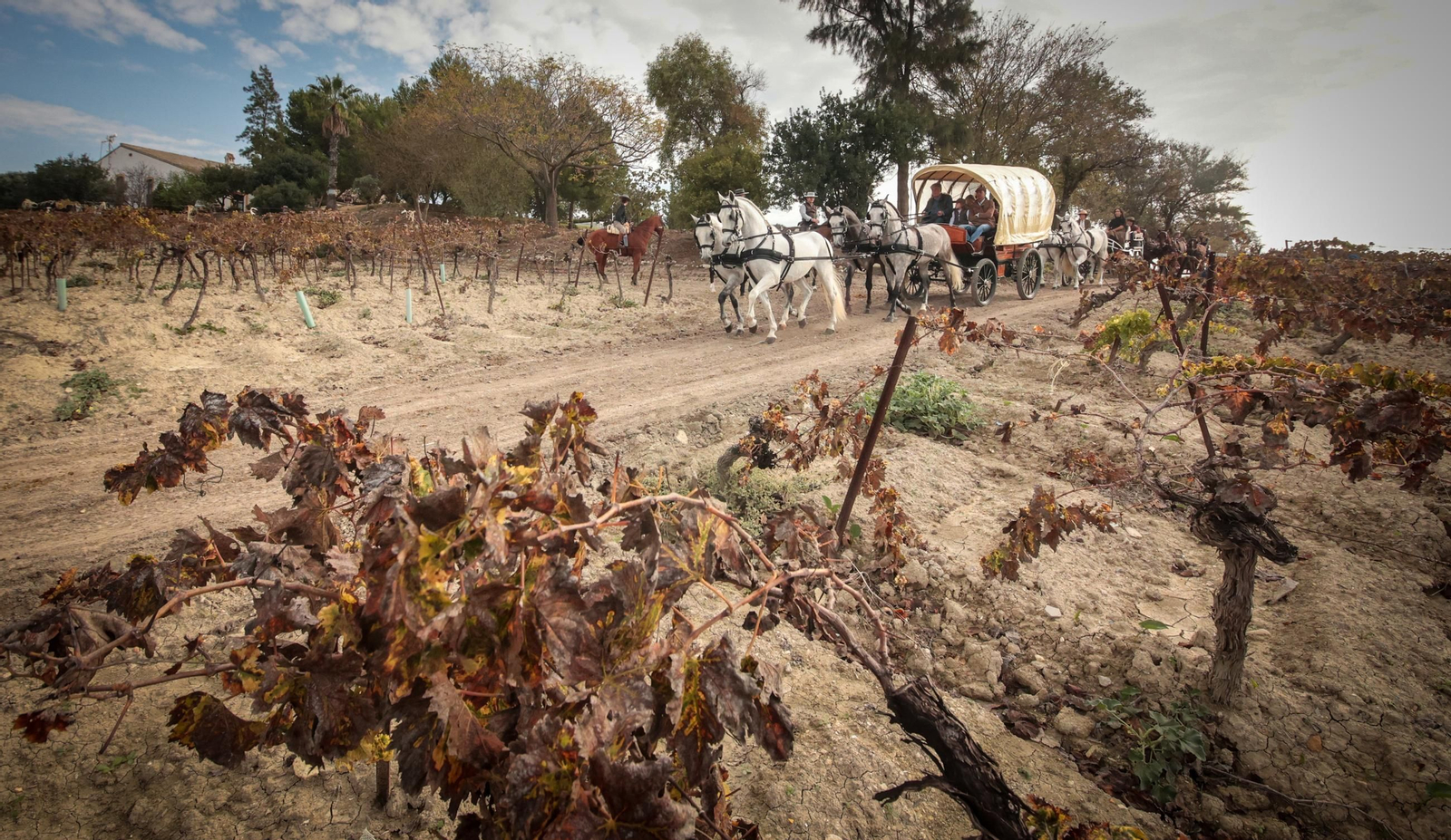 Búscate en la III Ruta Viñas de Jerez de Enganches