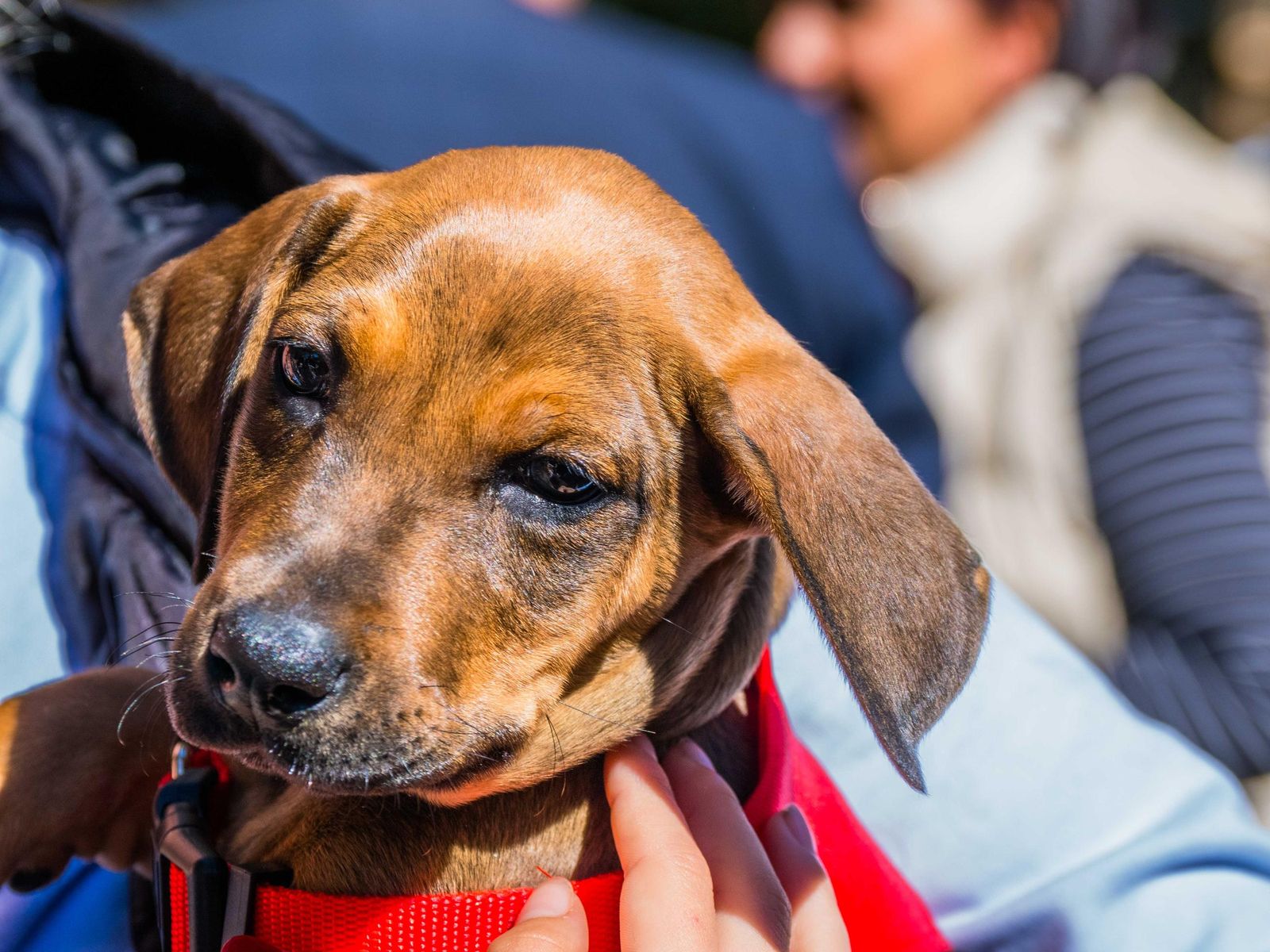 Las imágenes de San Antón 2025 en San Fernando