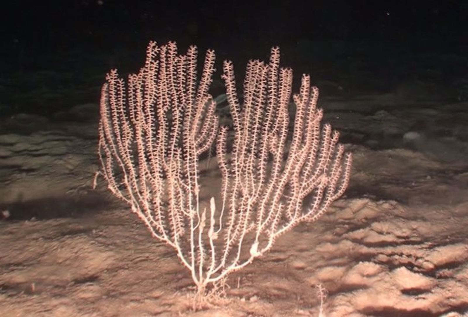 Protección para cuatro especies de corales 'almerienses' en peligro