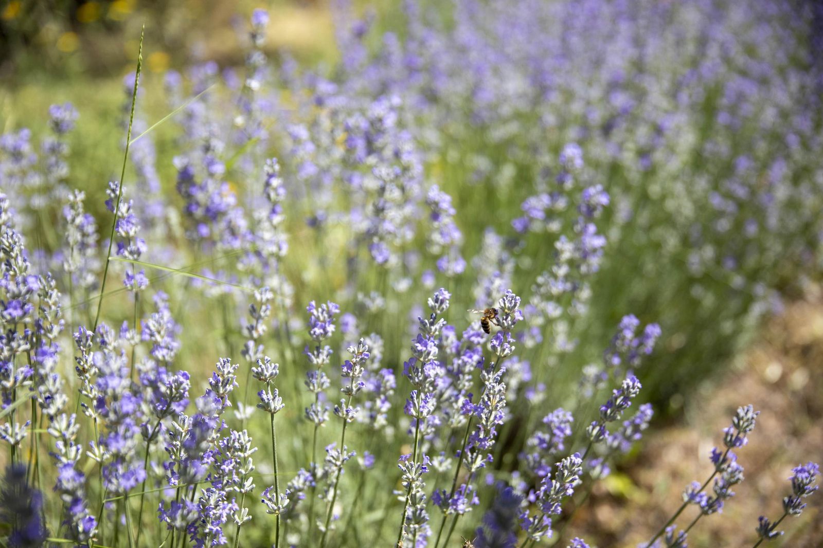 El jardin de lavandas en Benecid