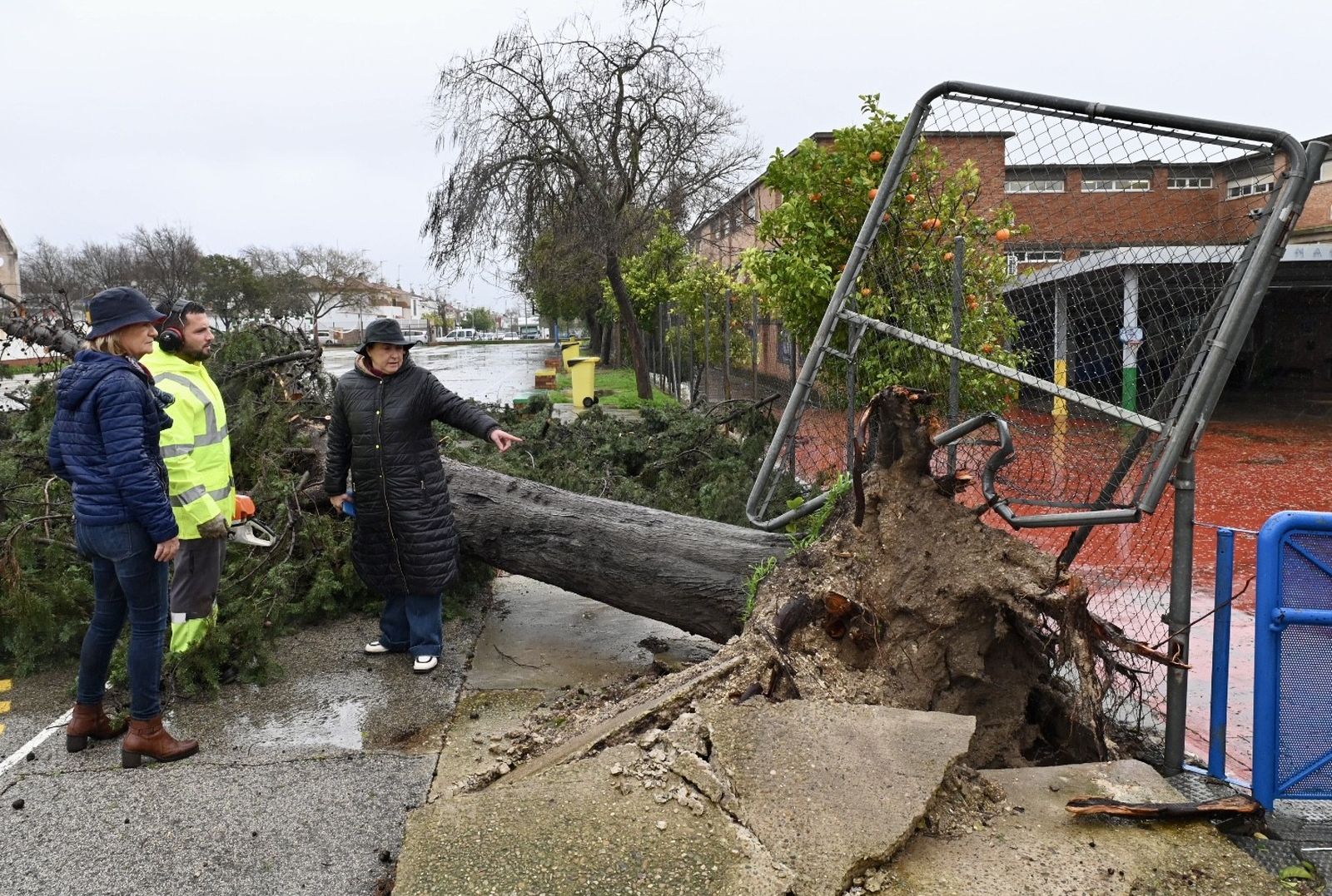 Árbol de grandes dimensiones que ha caído junto al colegio Manuel de Falla por el temporal.