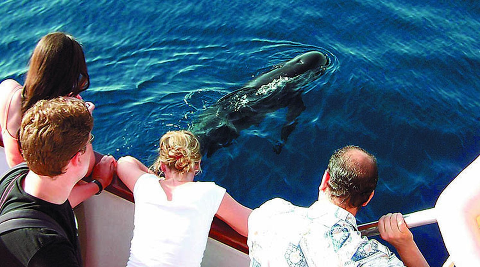 El avistamiento de delfines es habitual en el Estrecho.