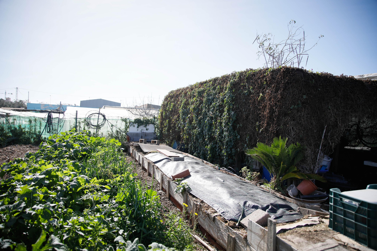 Imágenes del huerto urbano de La Cañada