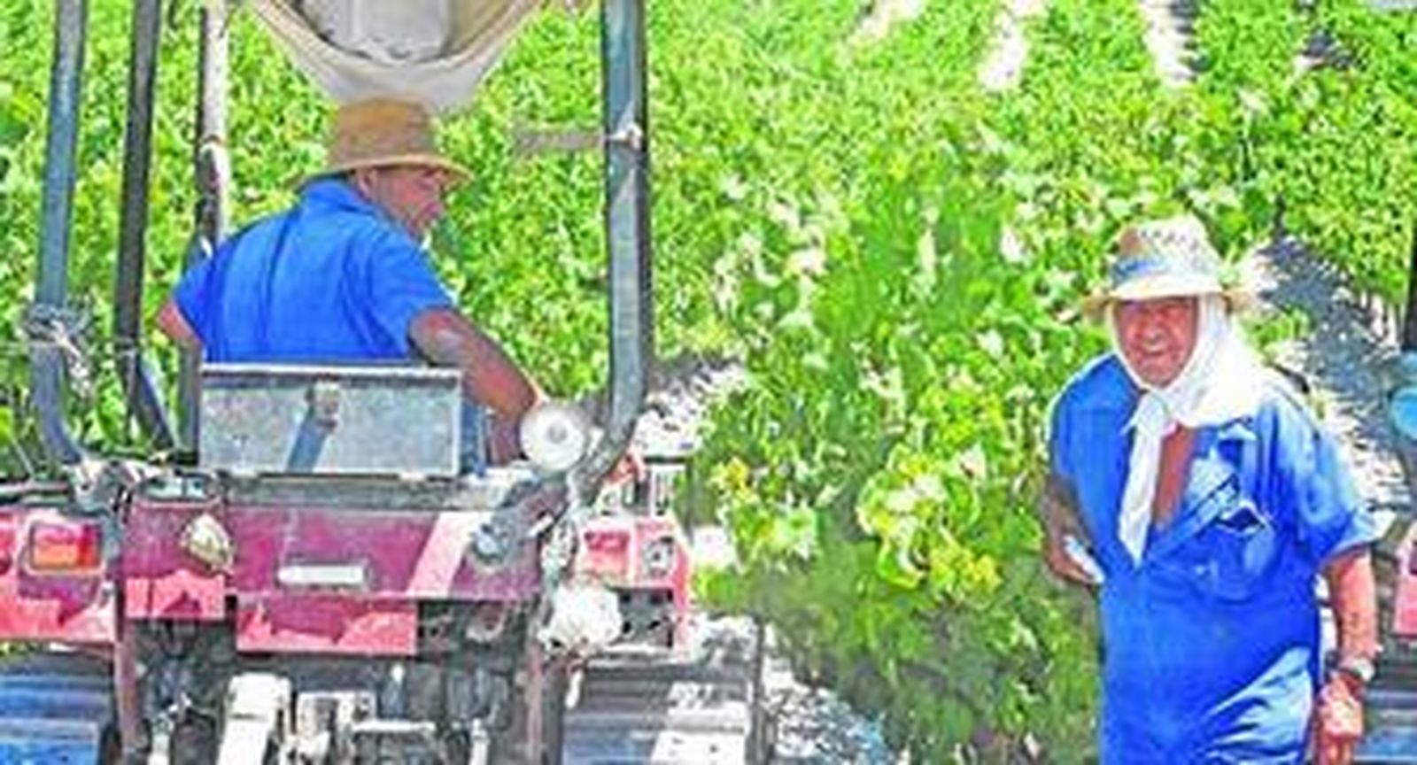Jornaleros en una viña del Marco de Jerez durante la última vendimia, en septiembre del año pasado.