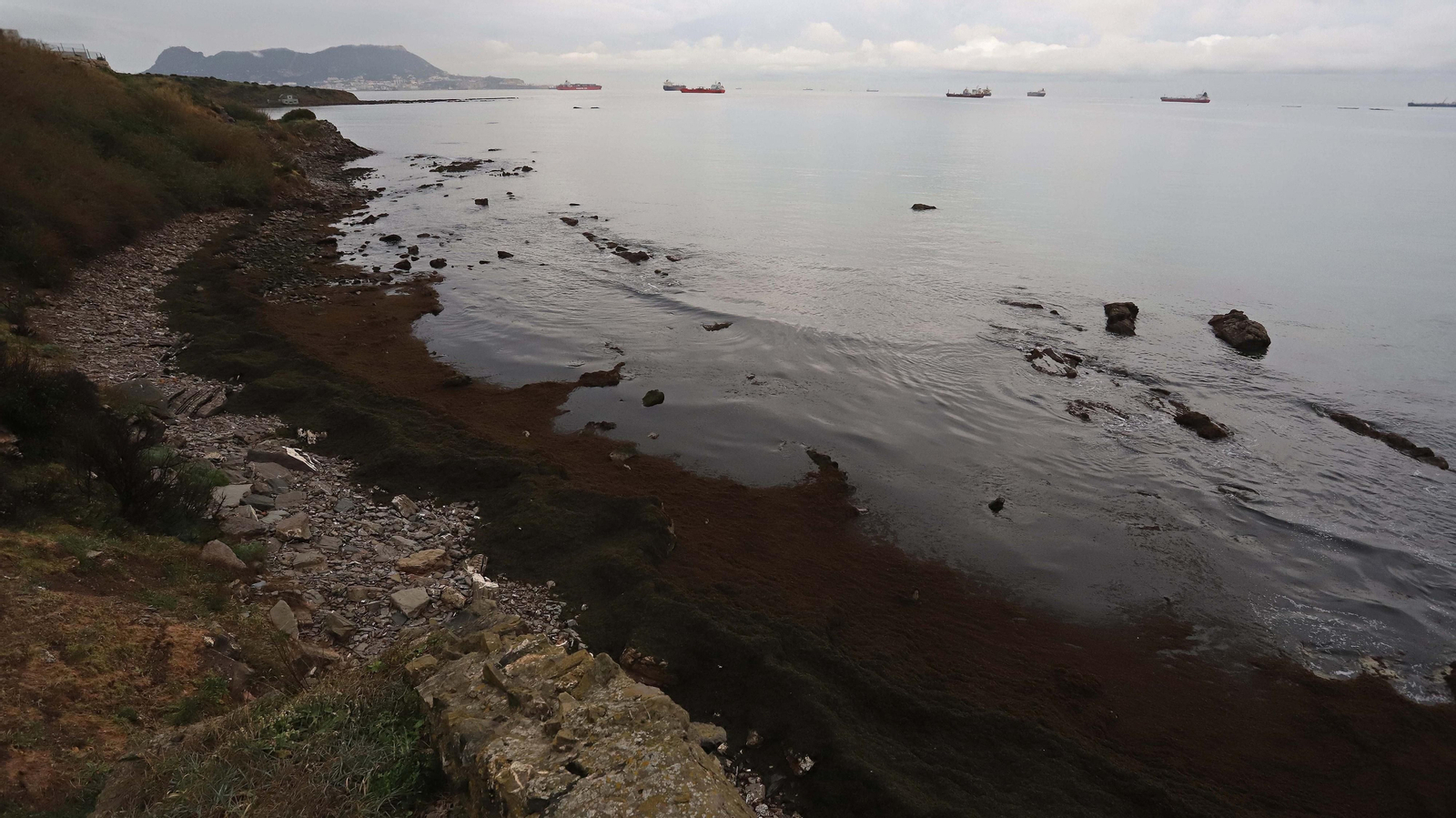 El alga invasora cubre de nuevo la playa de Getares