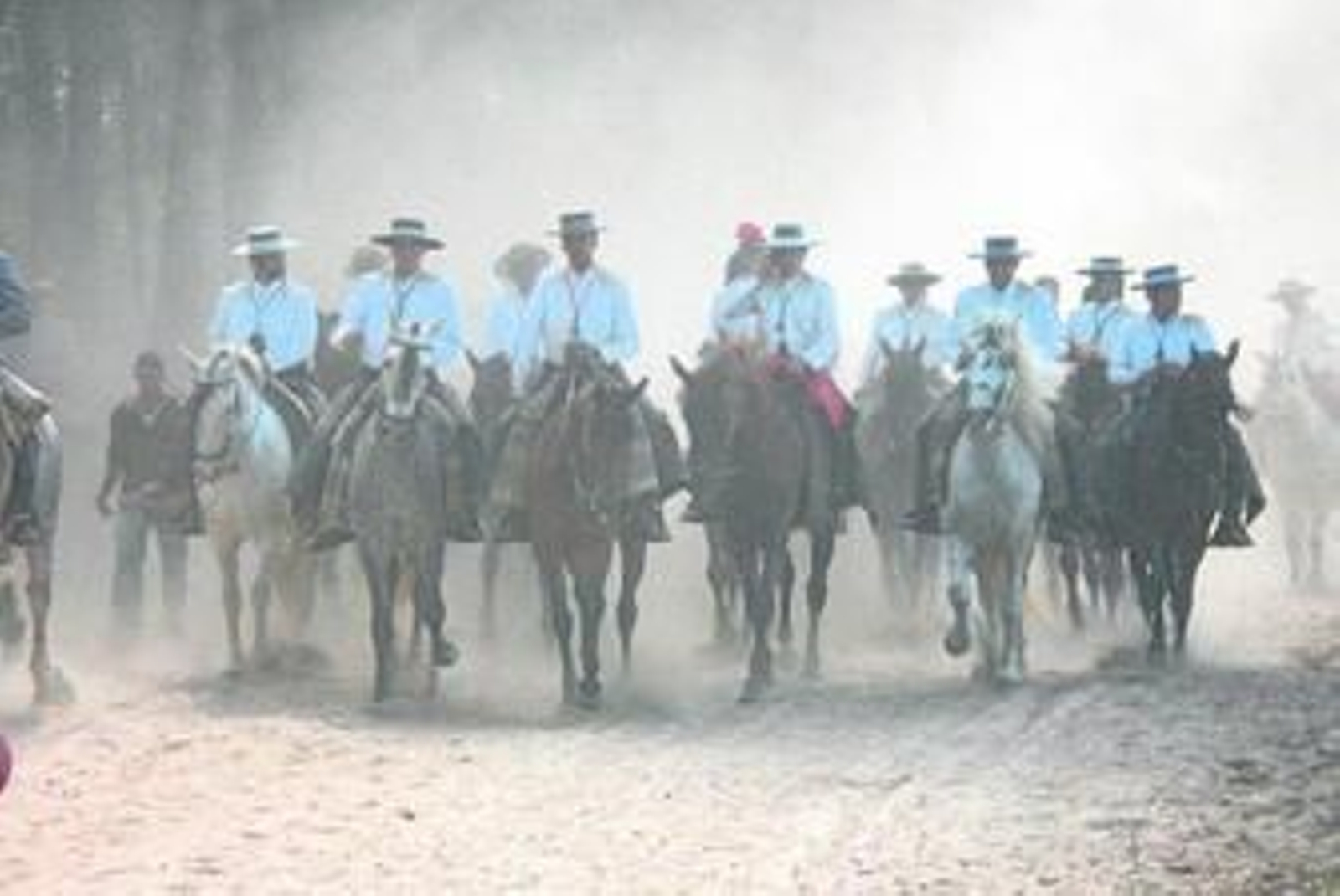 El caballo sufre en cada camino hacía El Rocío malos tratos, tanto físicos como alimenticios.