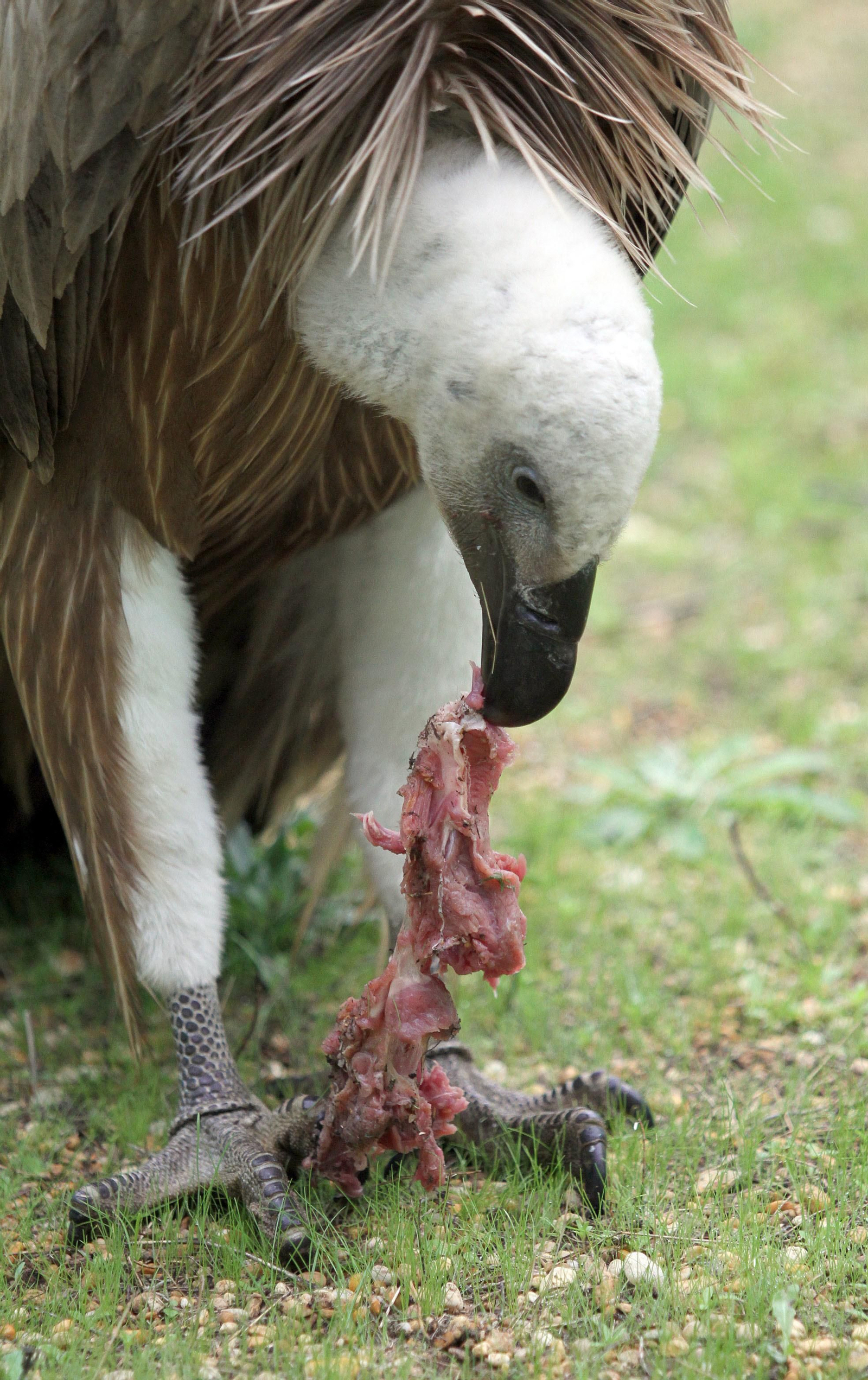 Centro de especies protegidas CREA-CEGMA