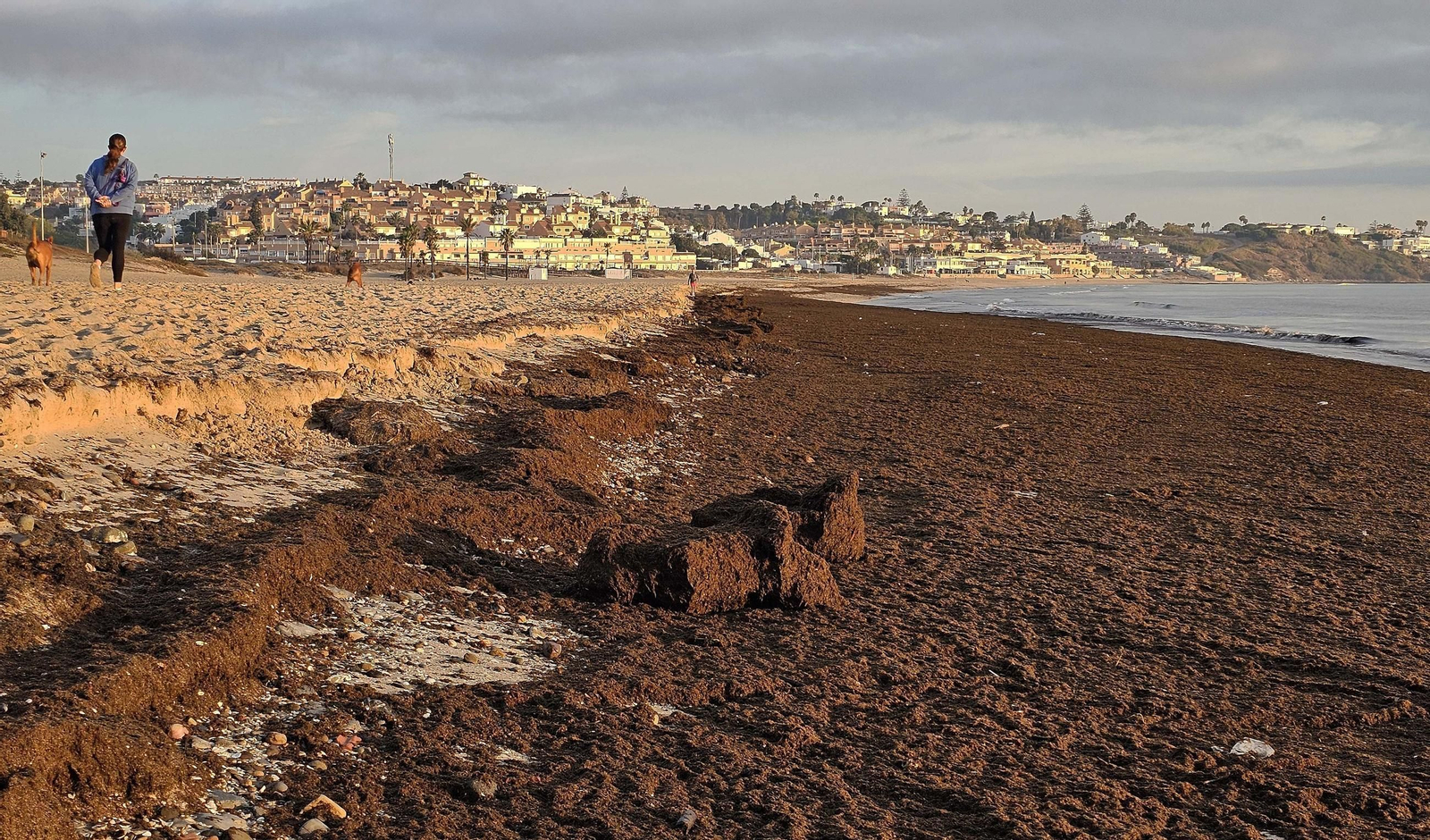 Un arribazón de alga asiática en la playa de Getares.