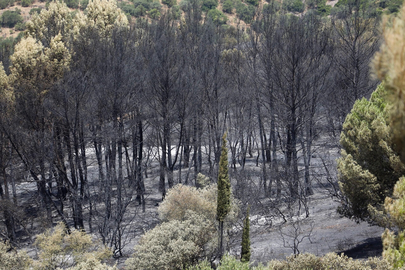 Zona cero del incendio de la Sierra de Córdoba