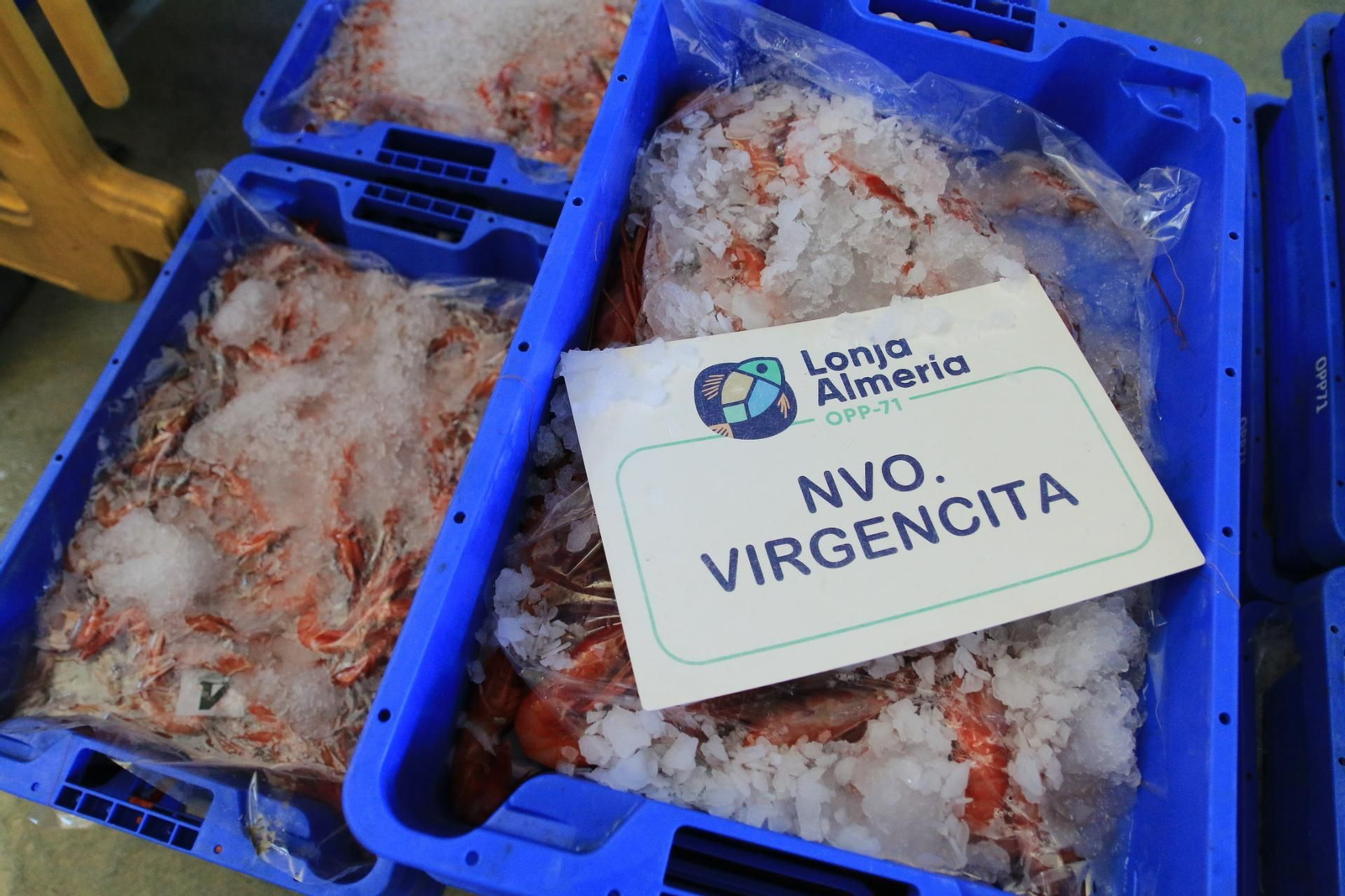 Vea cómo se descargan y se venden en la lonja la Gamba Roja de Almería