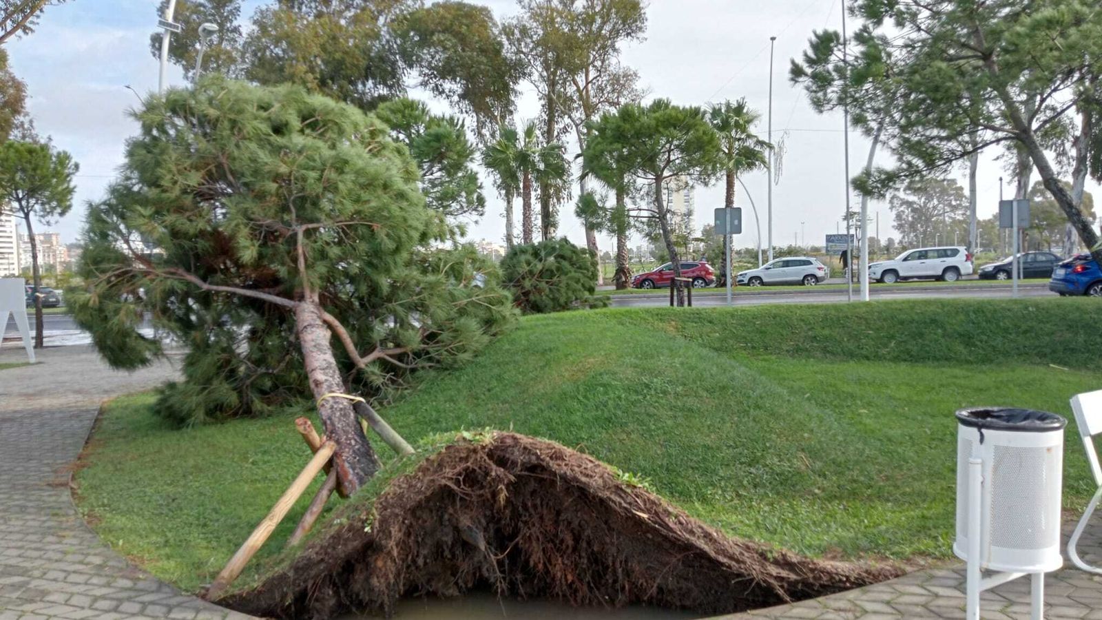 La caída de un árbol provoca el levantamiento del suelo del Paseo