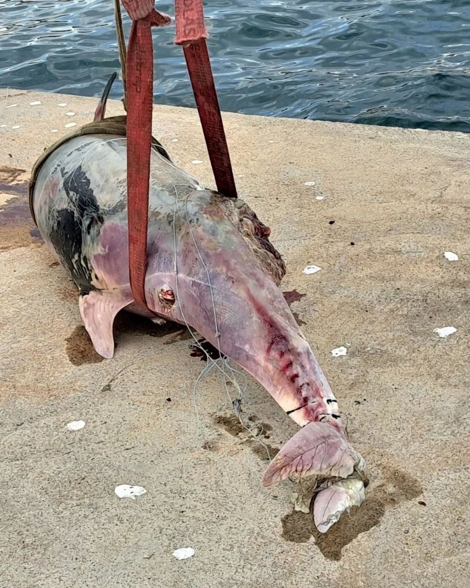 Cadáver del delfín localizado en el puerto de Almería.
