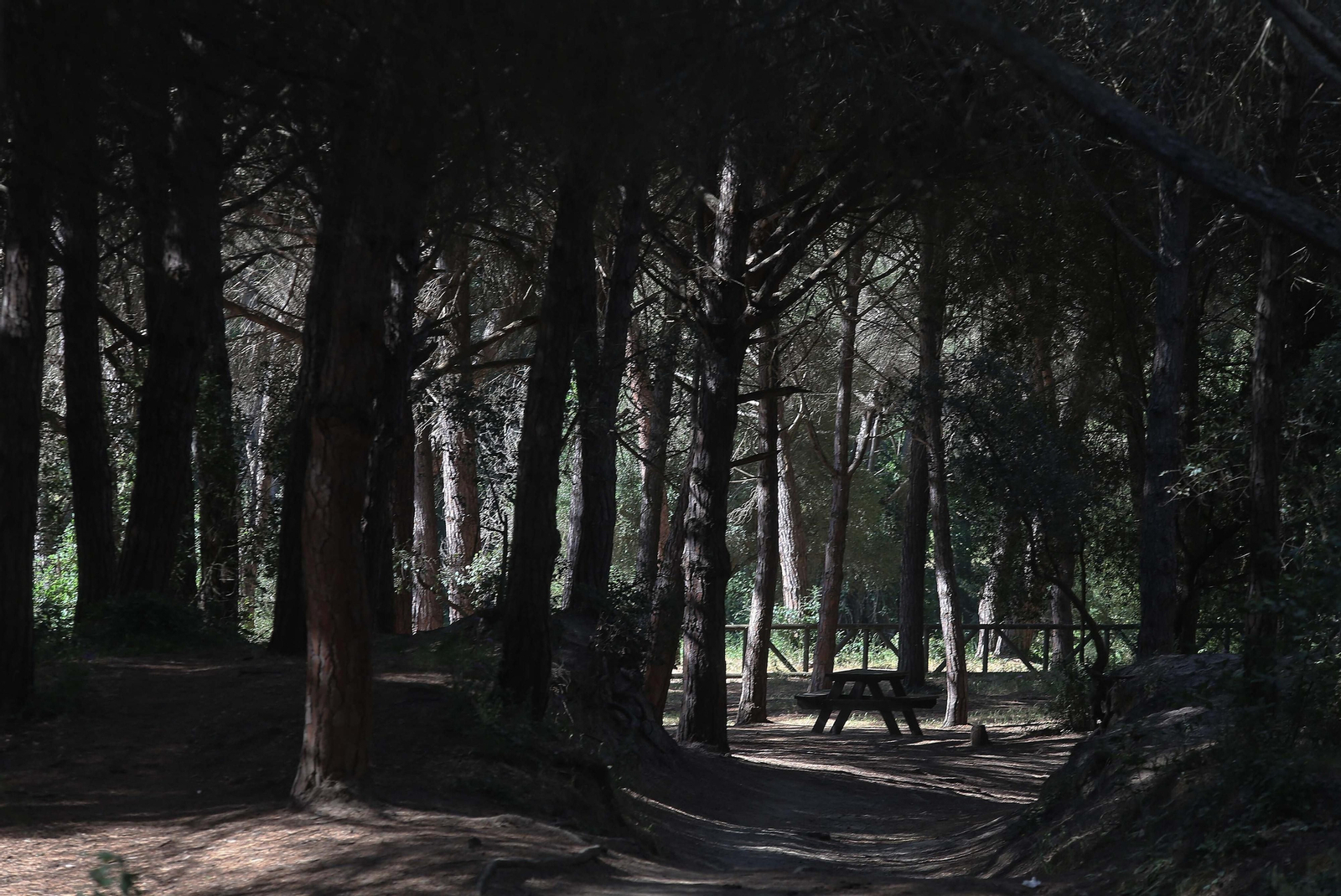 El Pinar del Rey de San Roque, en imágenes