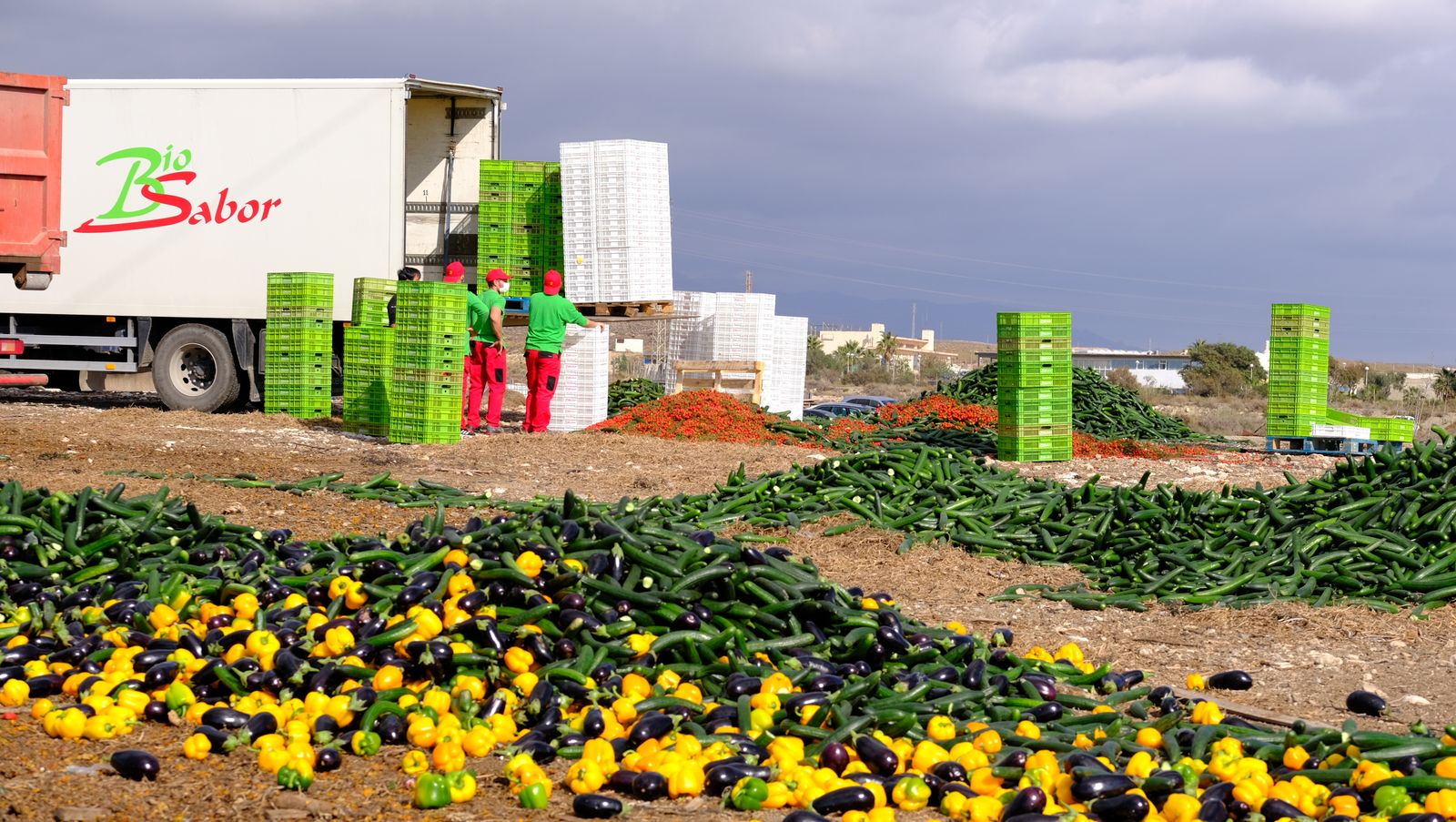 Fotogalería destrucción de pepinos en Almería