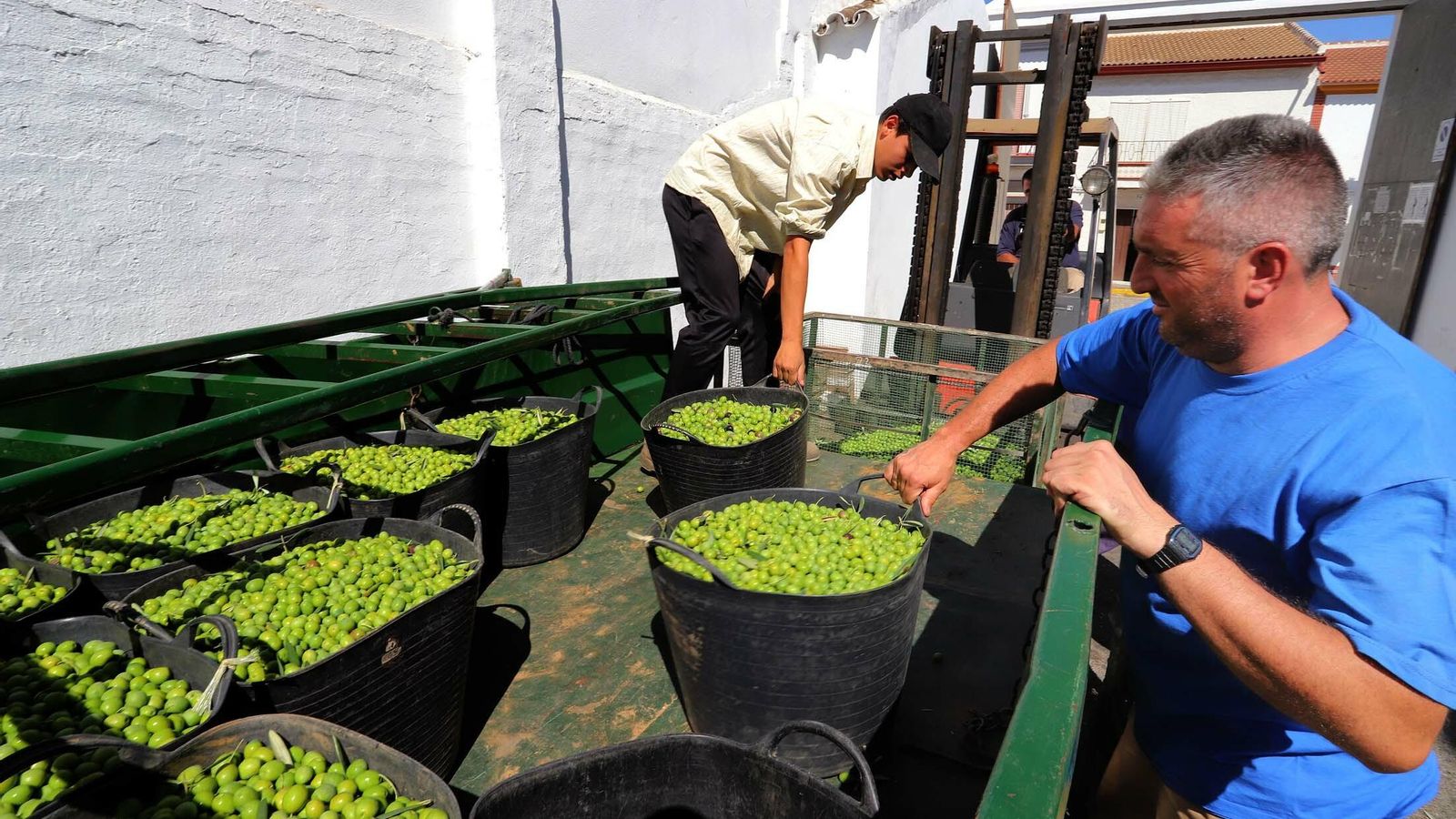 Capachos de aceituna de mesa.