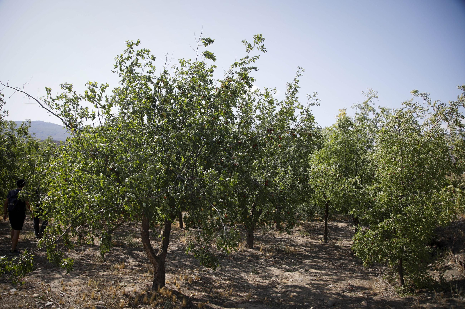 Imágenes del cultivo de azufaifas en Abrucena