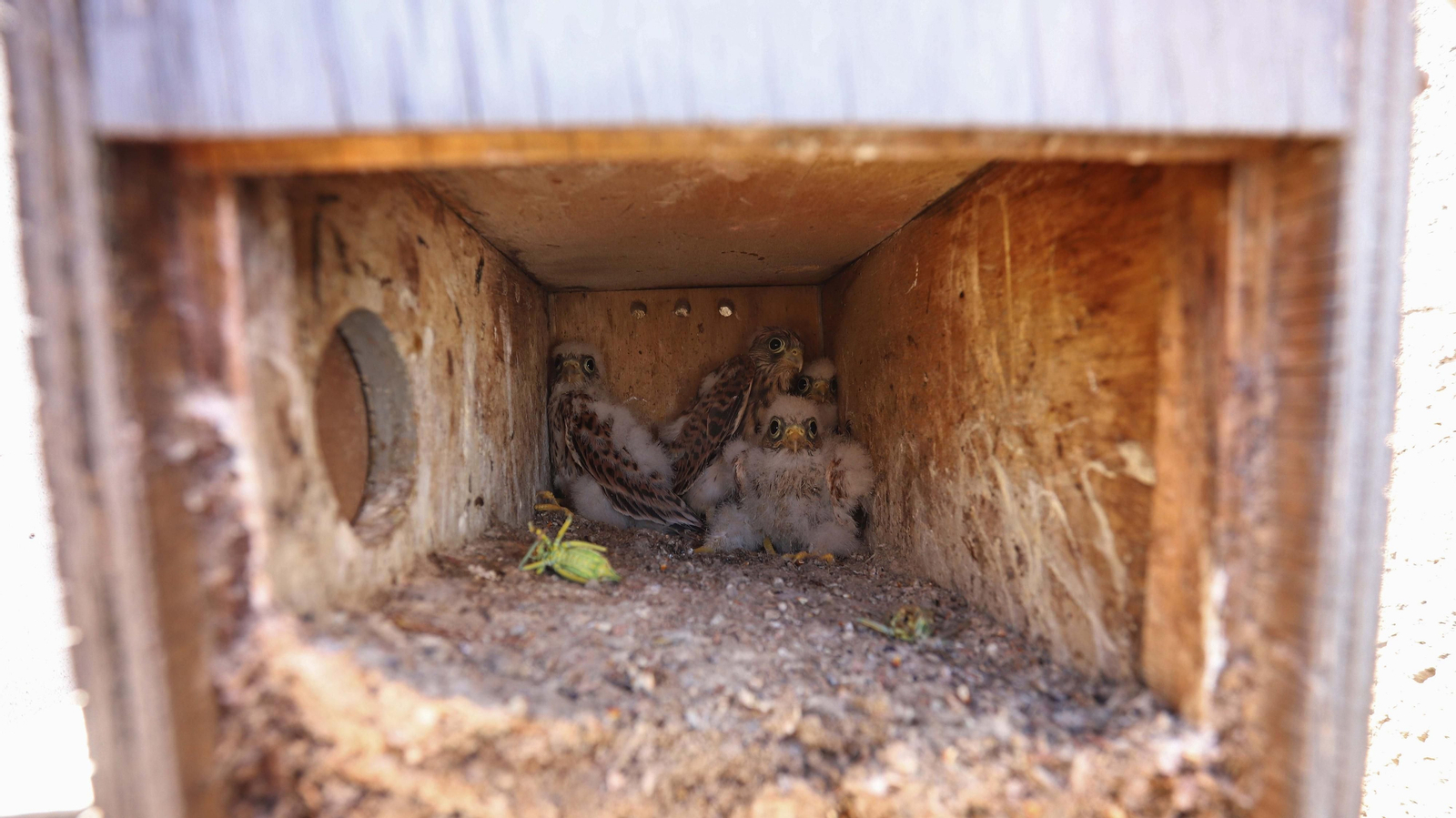 Anillamiento de cernícalos primilla del grupo Tumbabuey en Los Barrios