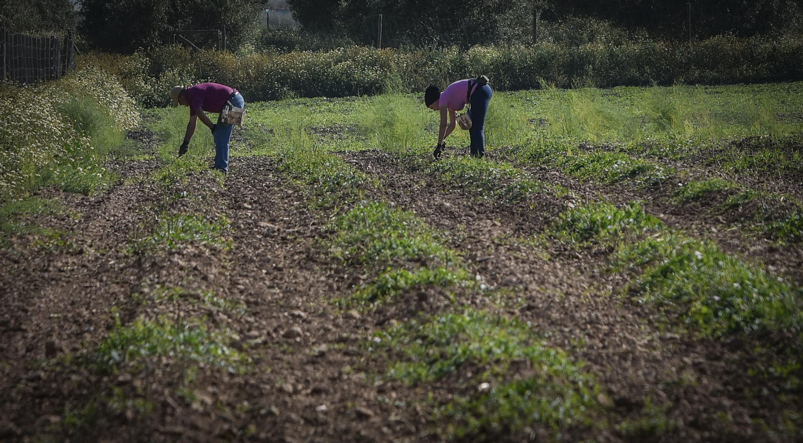 La resistencia en los pueblos de Sevilla al Coronavirus: Lantejuela