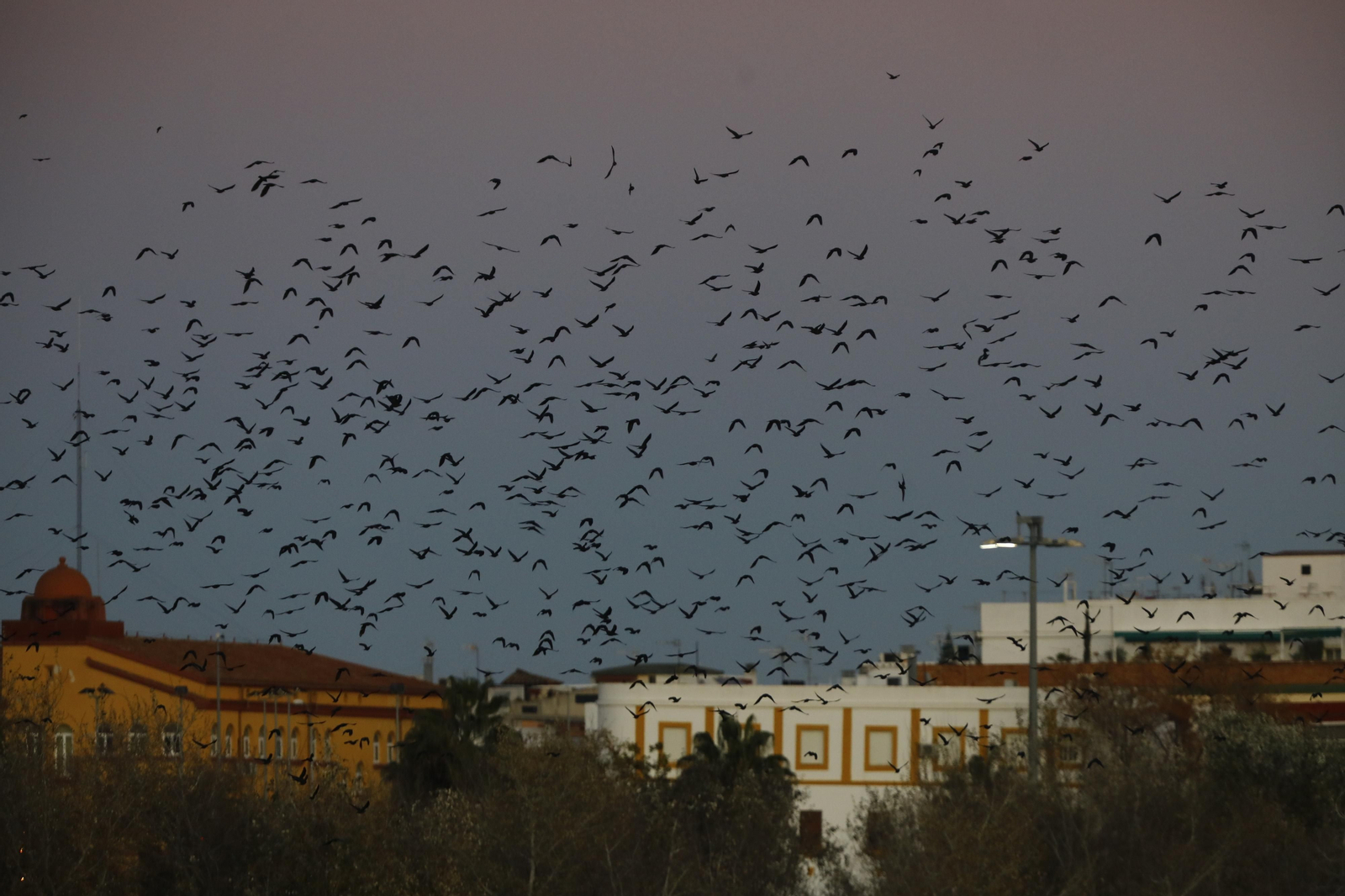 Las aves que habitan en Los Sotos de la Albolafia de Córdoba, en fotografías