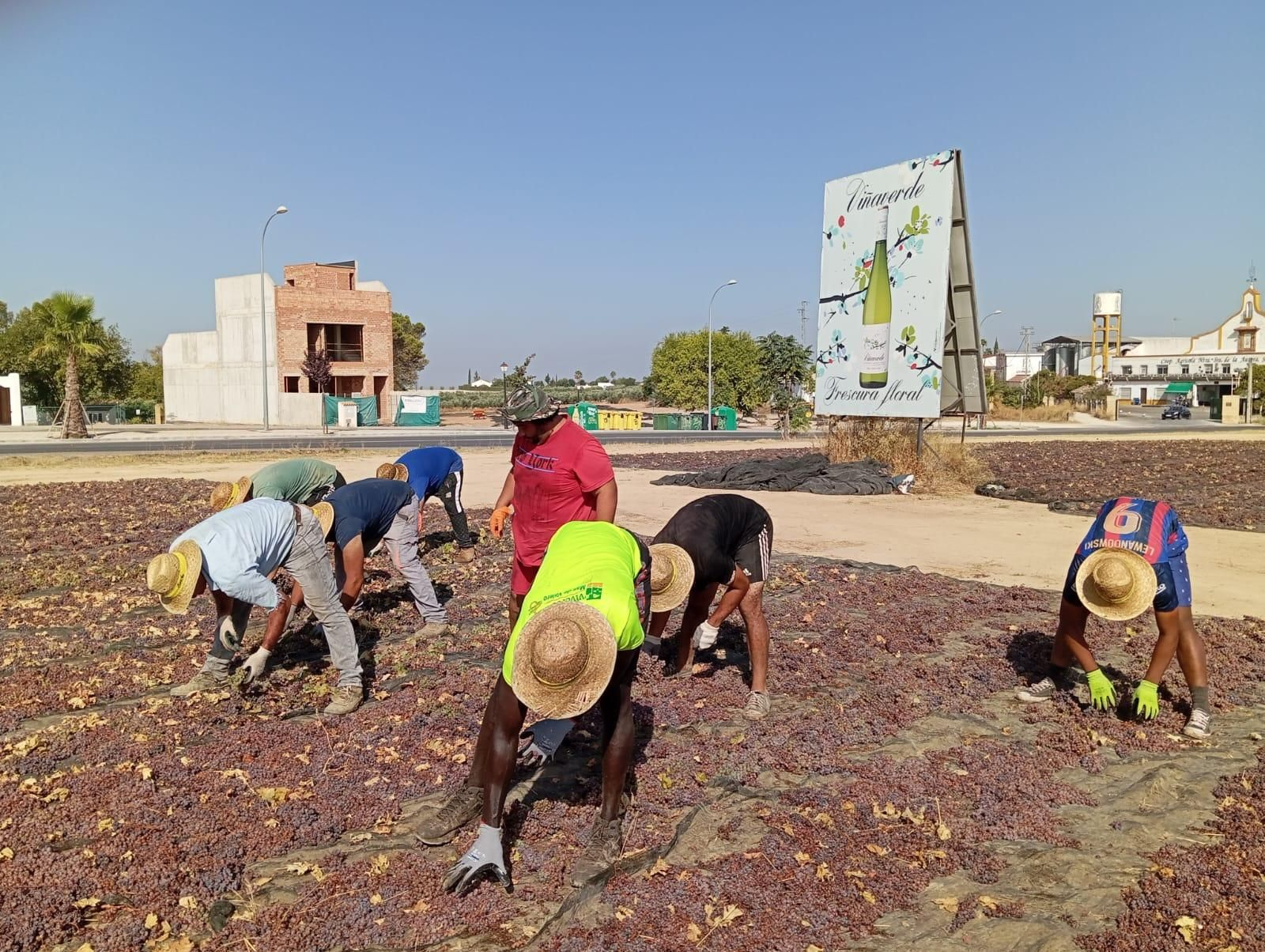 Las paseras de Montilla-Moriles a pleno rendimiento, en imágenes