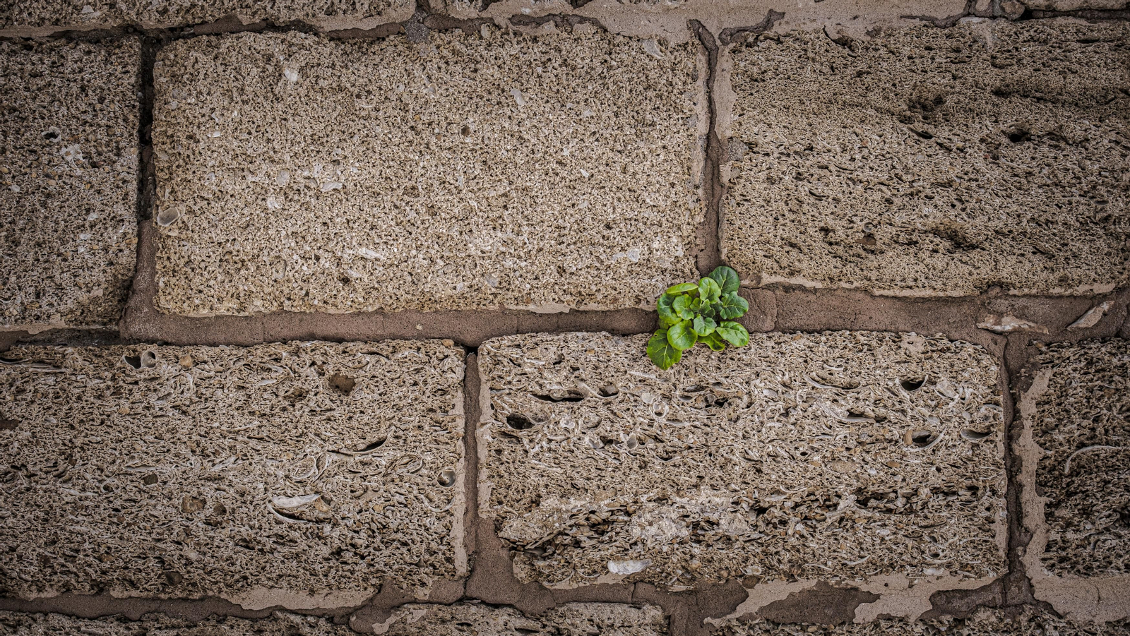Estado del lienzo de muralla de las Puertas de Tierra de Cádiz.