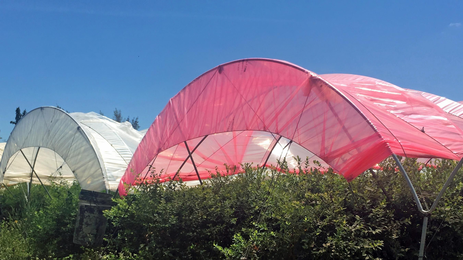 Imágenes de los plásticos luminiscentes que mejora el rendimiento de los frutos rojos en Huelva Imágenes de los plásticos luminiscentes que mejora el rendimiento de los frutos rojos en Huelva