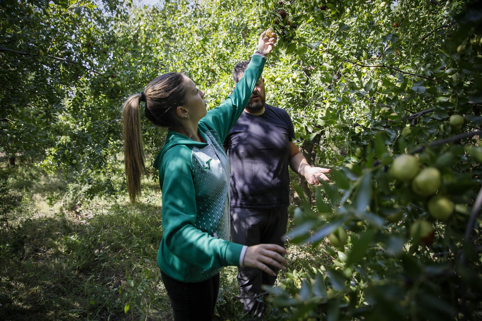 Imágenes del cultivo de azufaifas en Abrucena