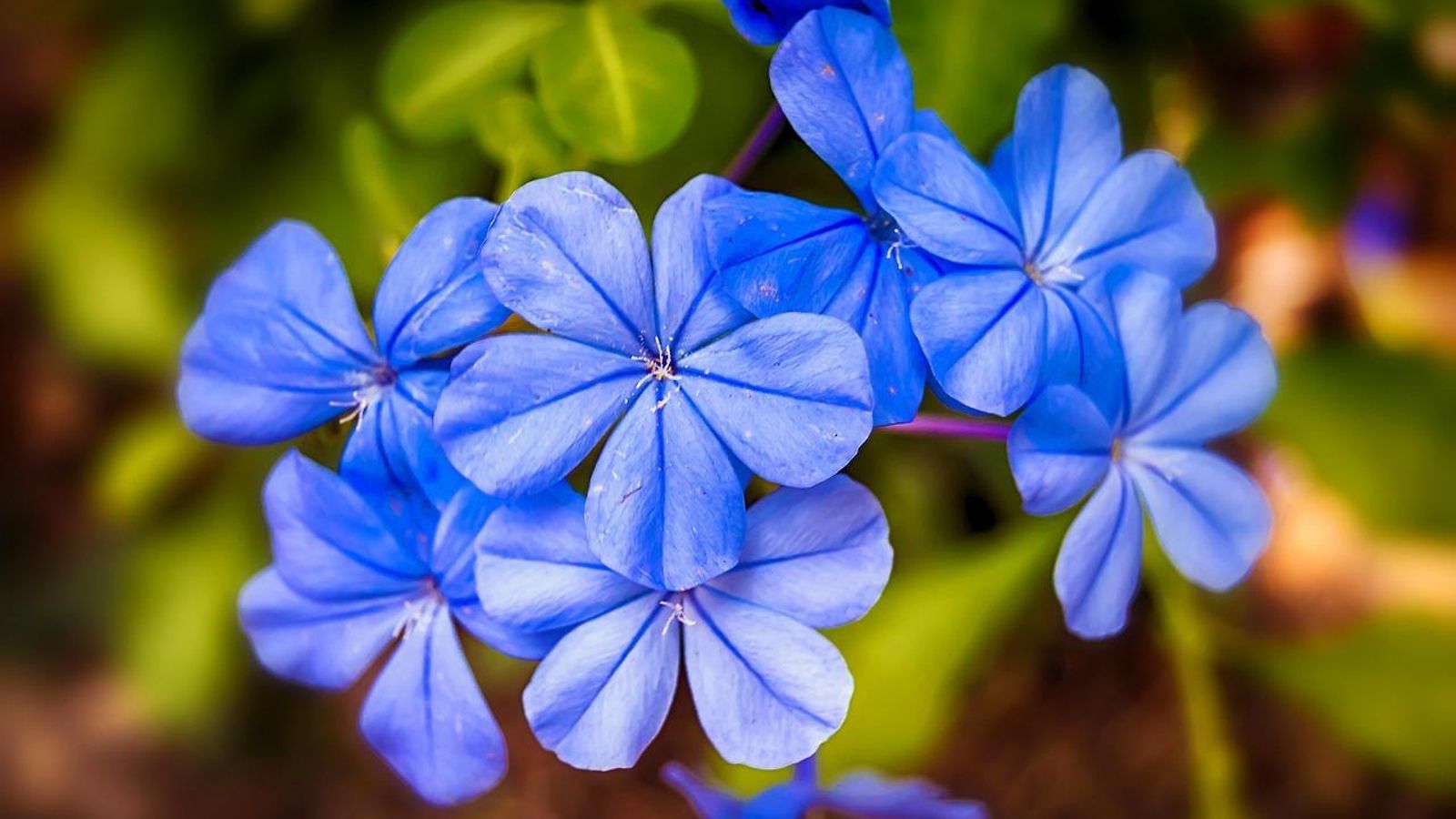 Varias hojas de jazmín