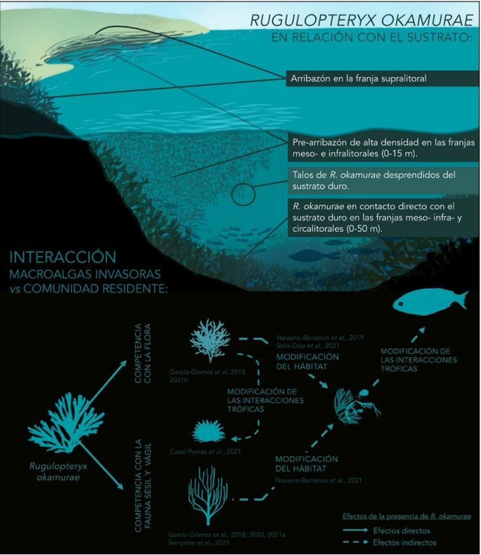 1. Infografía del desarrollo espacial de R. okamurae en relación con el sustrato y las interacciones ecológicas  esperadas con la comunidad residente según la ecología general de invasiones de macroalgas.