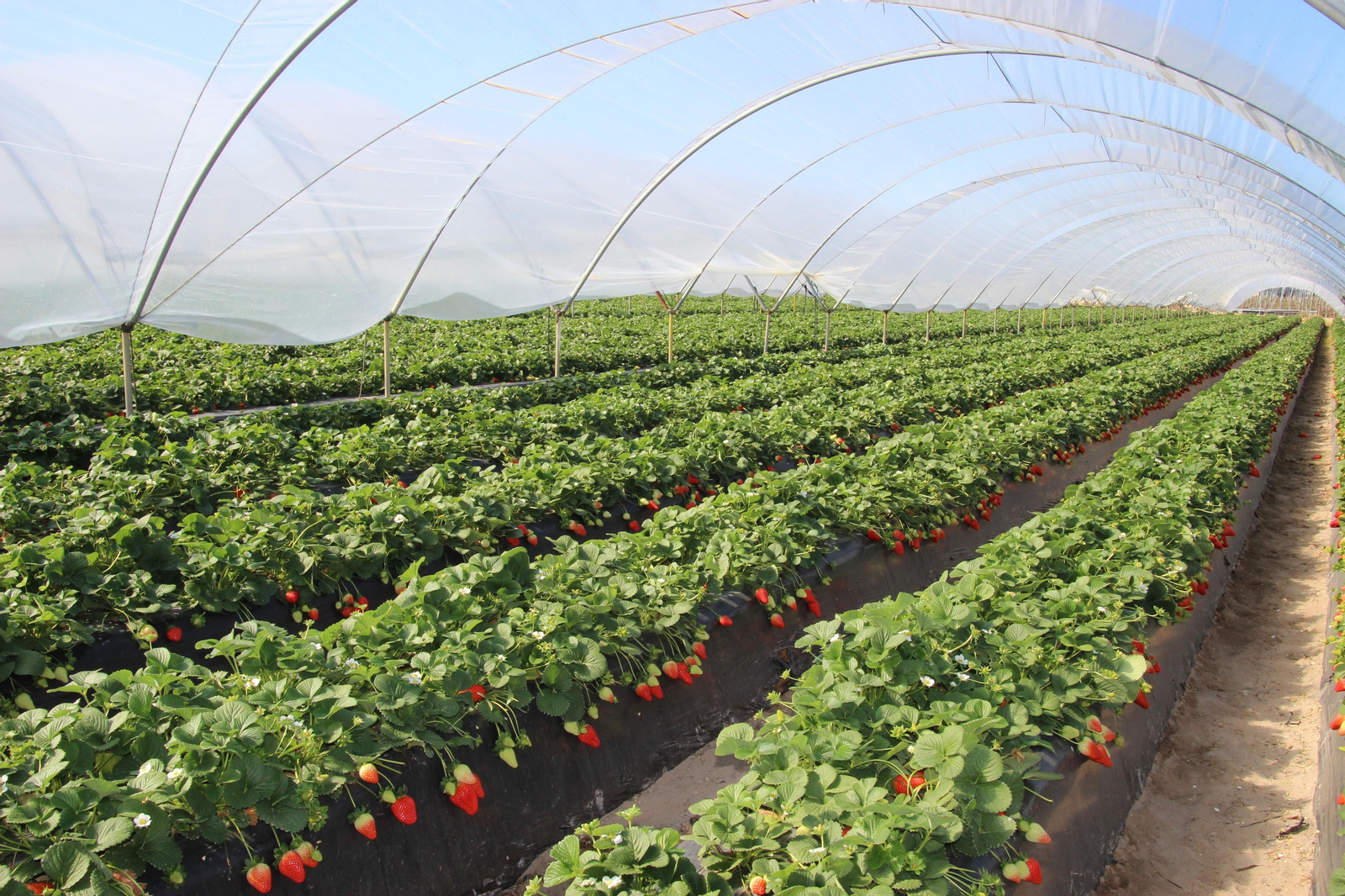 Invernadero de fresas listas para su recolección.