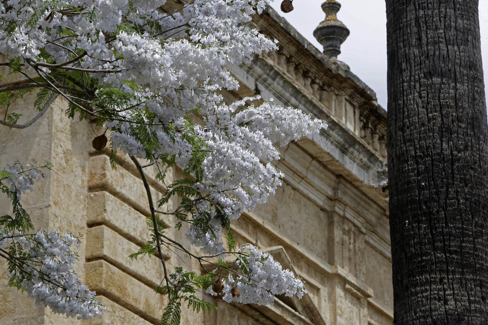 La belleza única de nuestra jacaranda blanca