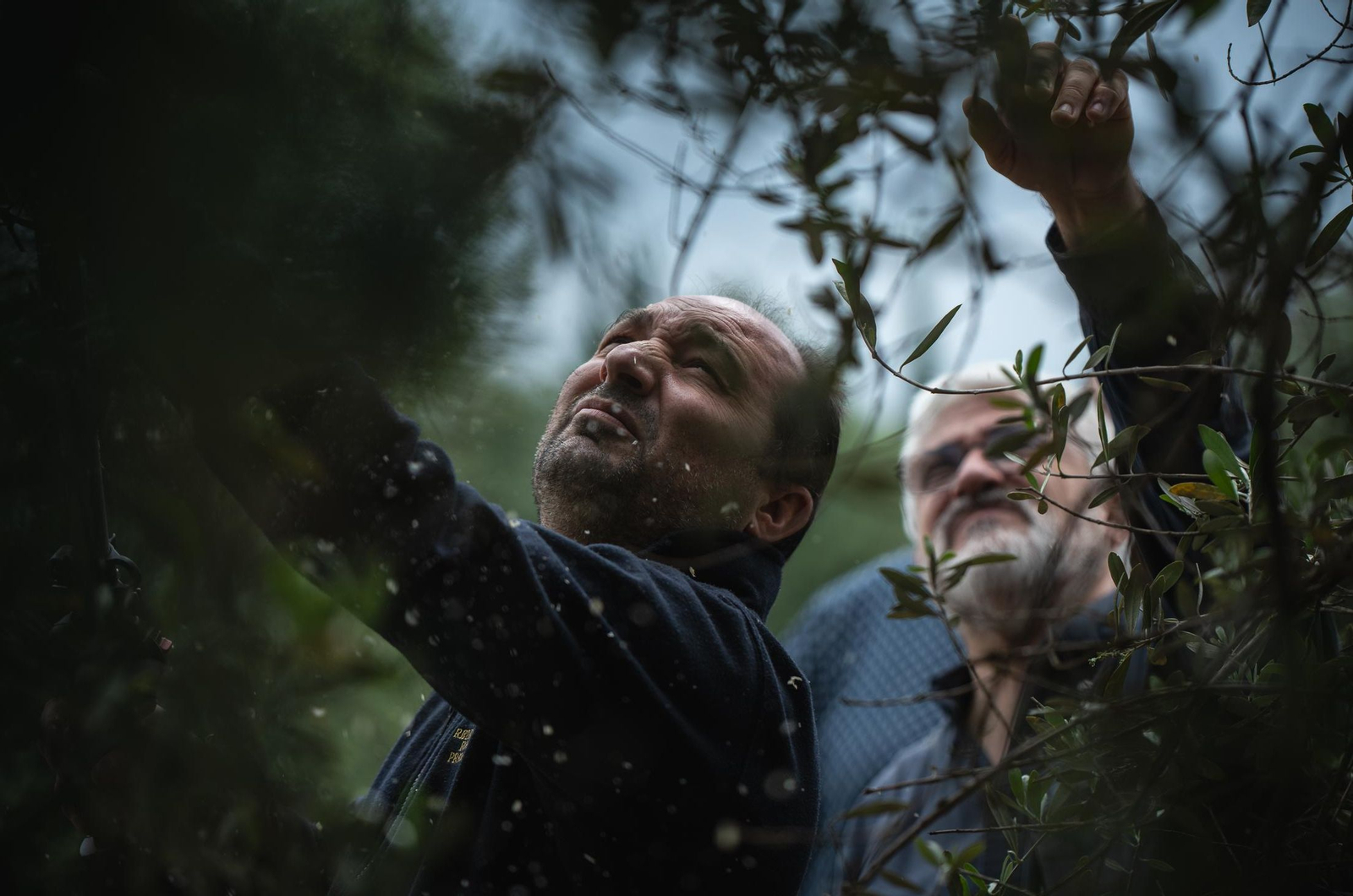 Los hermanos de la Redención buscan las mejores ramas para el olivo del misterio.