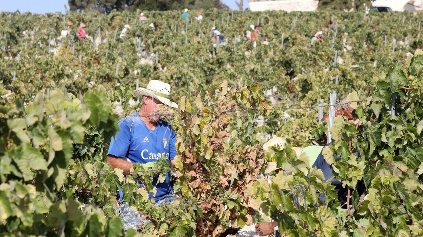 Un hombre, cortando uva en una viña jerezana.