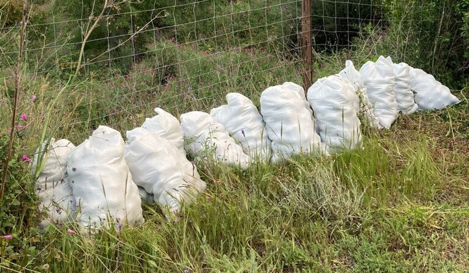 Tres detenidos tras ser sorprendidos cuando robaban aguacates en una finca de Málaga