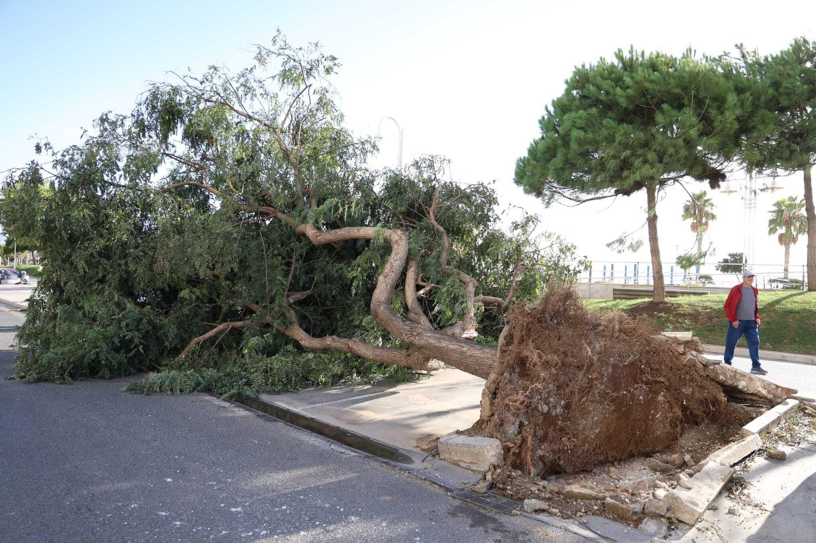 Un árbol arrancado por el viento en Málaga capital. Un árbol arrancado por el viento en Málaga capital.
