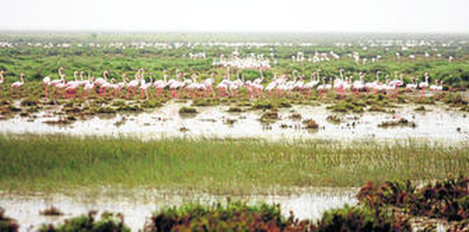Colonia de flamencos en Doñana.