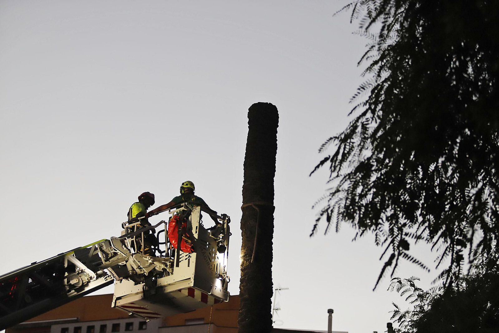 Imágenes de la tala de la emblemática Palmera de Huelva